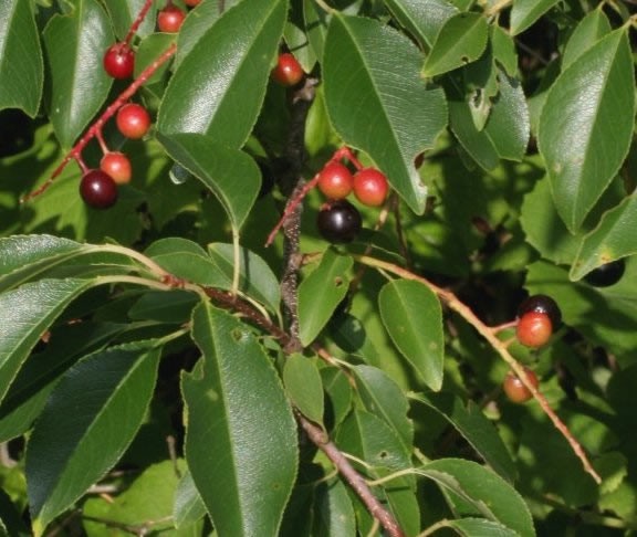 Střemcha pozdní - Prunus serotina, "Blackcherry"