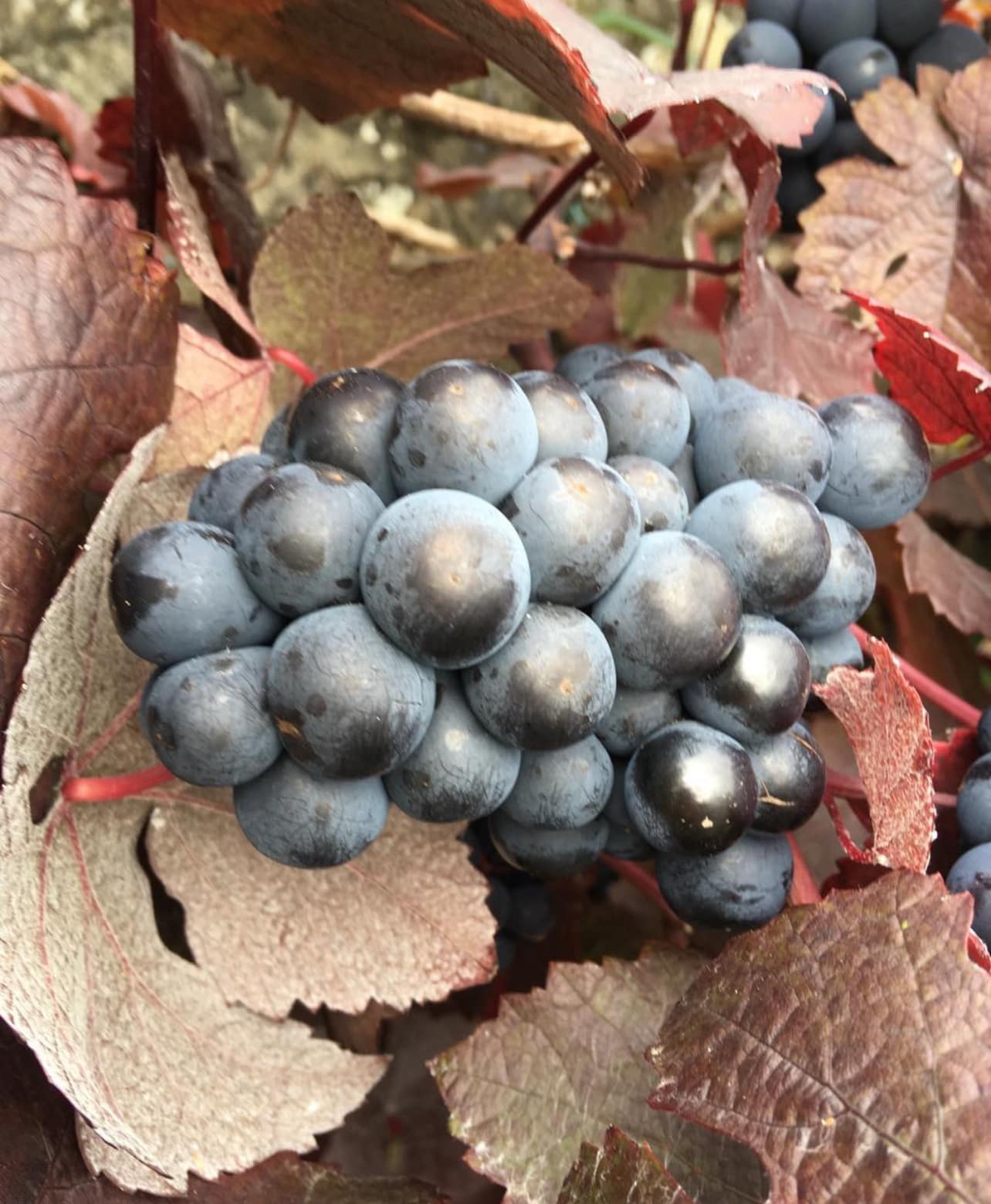 Réva vinná - Vitis vinifera "Purpurea"