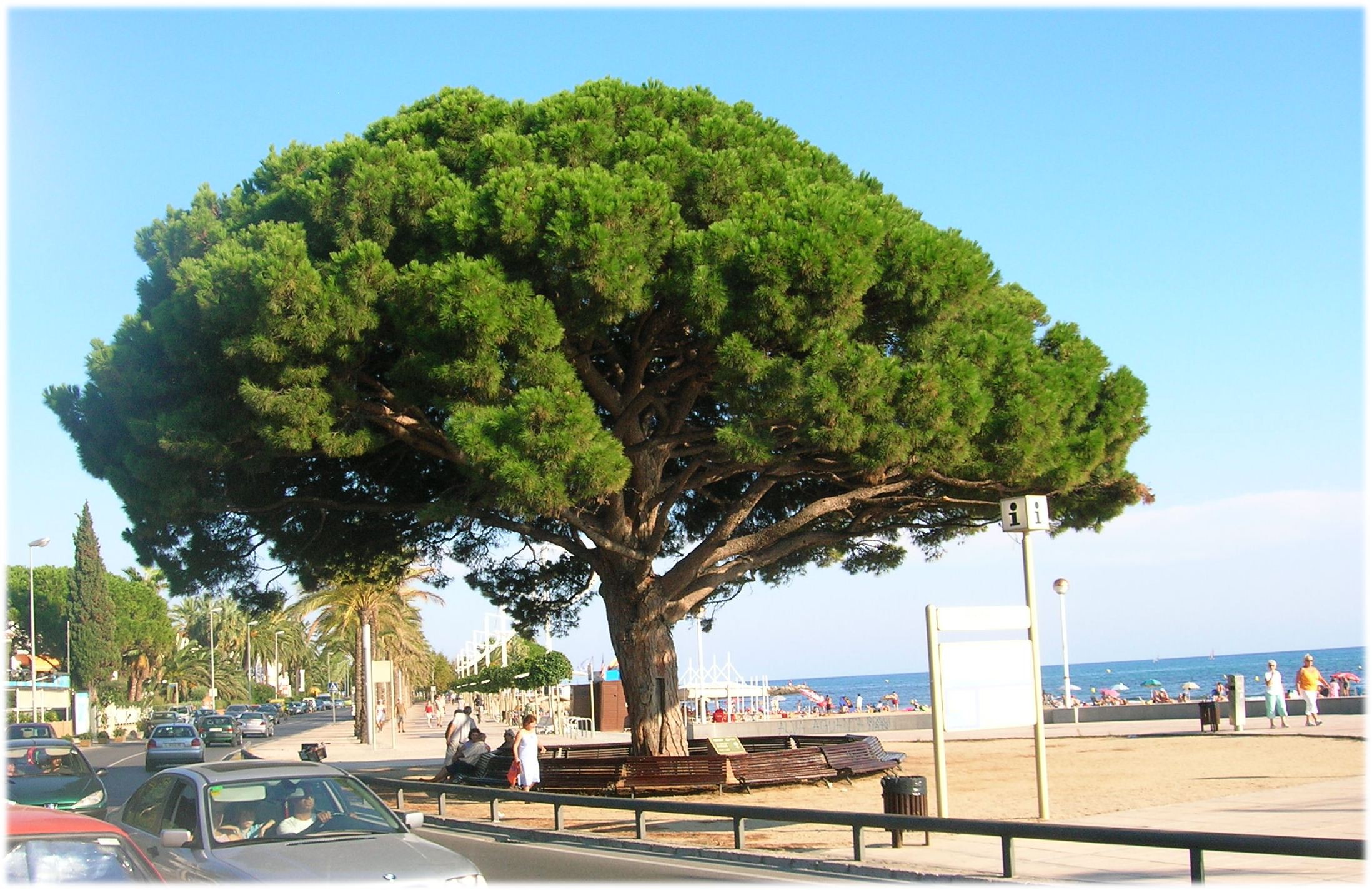 Borovice pinie - Pinus pinea 25/40 cm