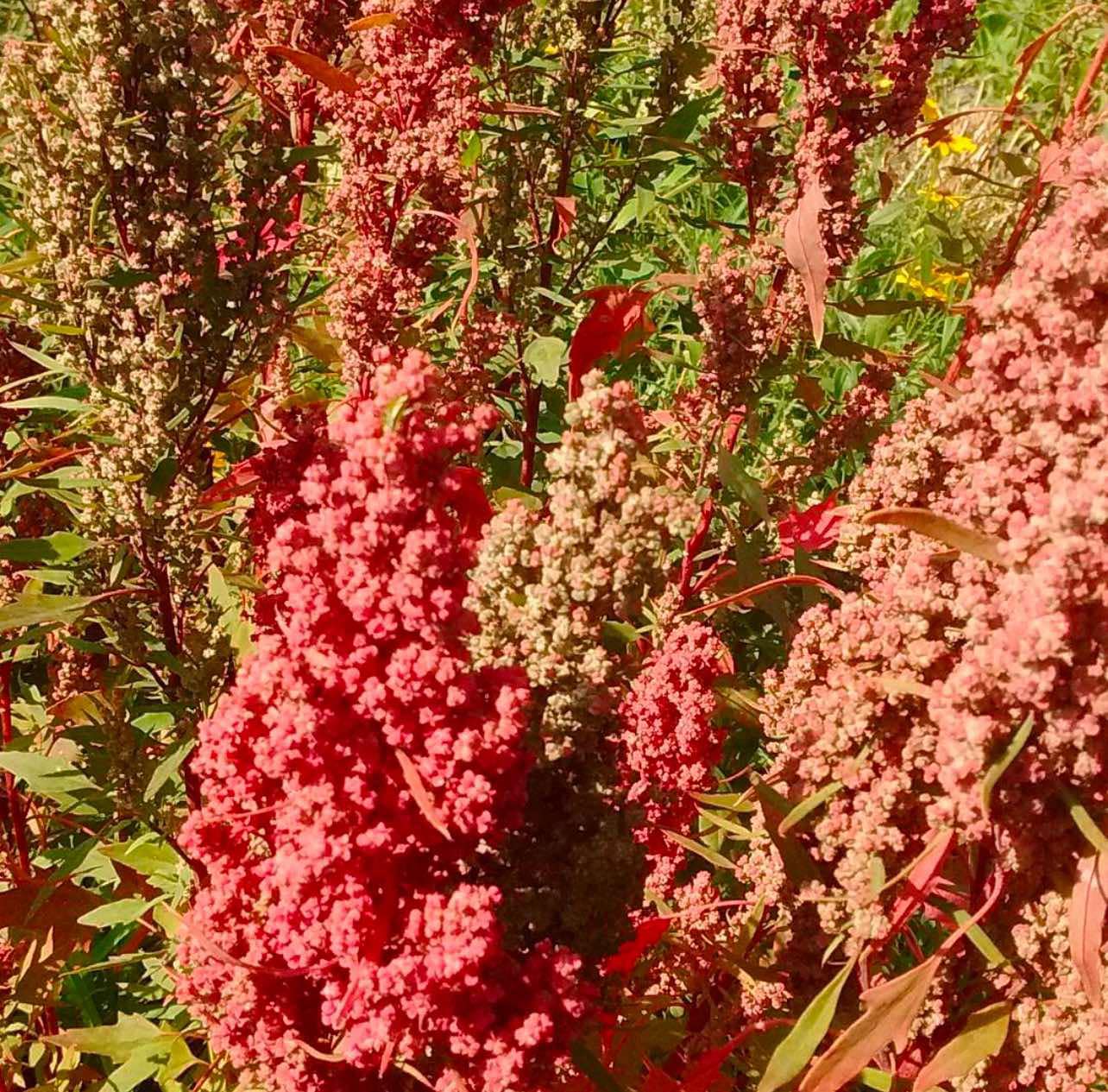 Huazontle - Chenopodium nuttaliae, 100 semen