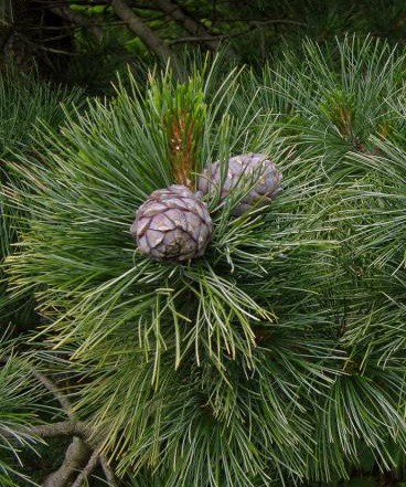 Borovice limba, "oříšková borovice" - Pinus cembra 