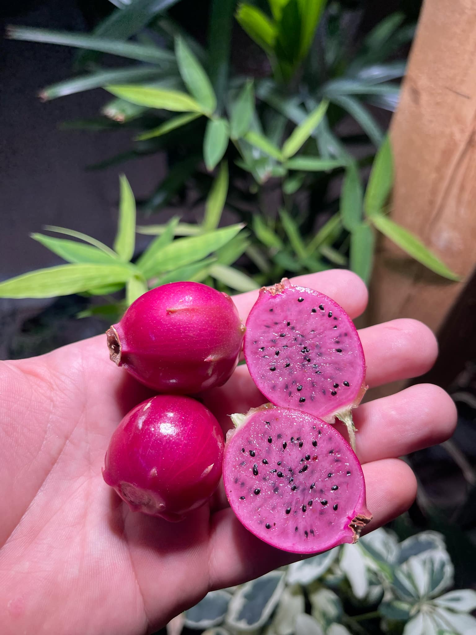 Epiphyllum aff. crenatum, 20 semen