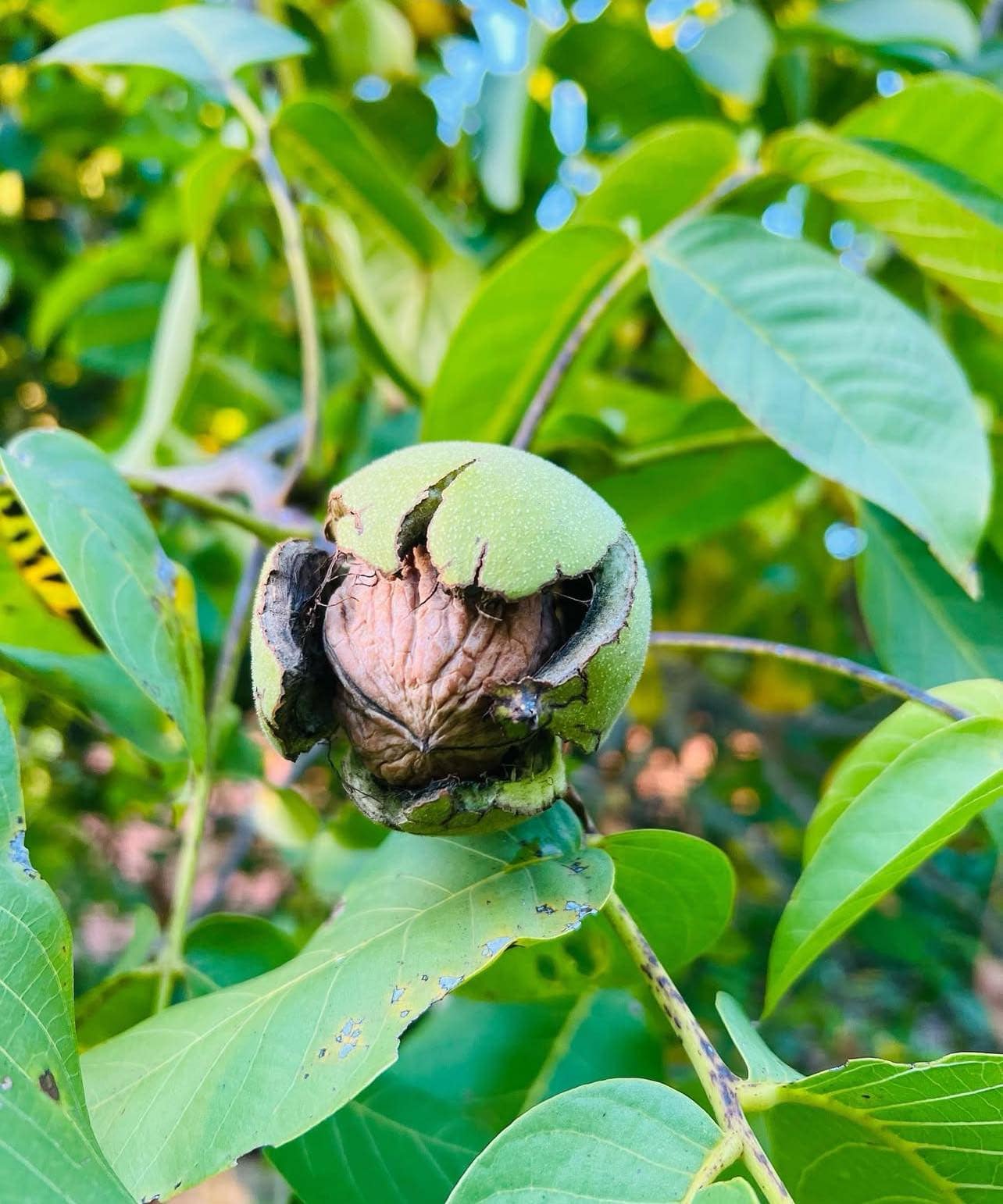 Ořešák královský žlutojádrý "Plovdivski" (roubovaný) - Juglans regia, ko.7L