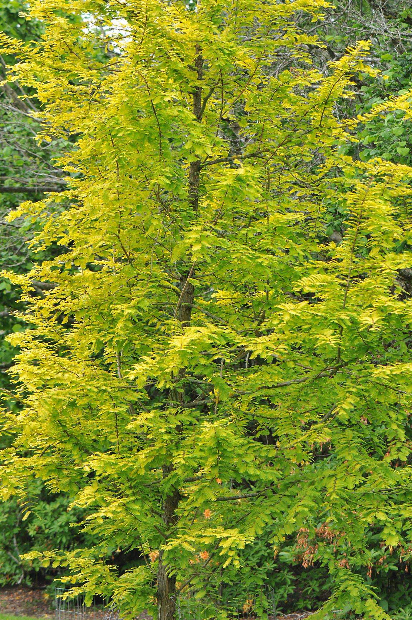 Metasekvoje čínská "Ogon" GOLD RUSH (roubovaná) - Metasequoia glyptostroboides 40/50 cm