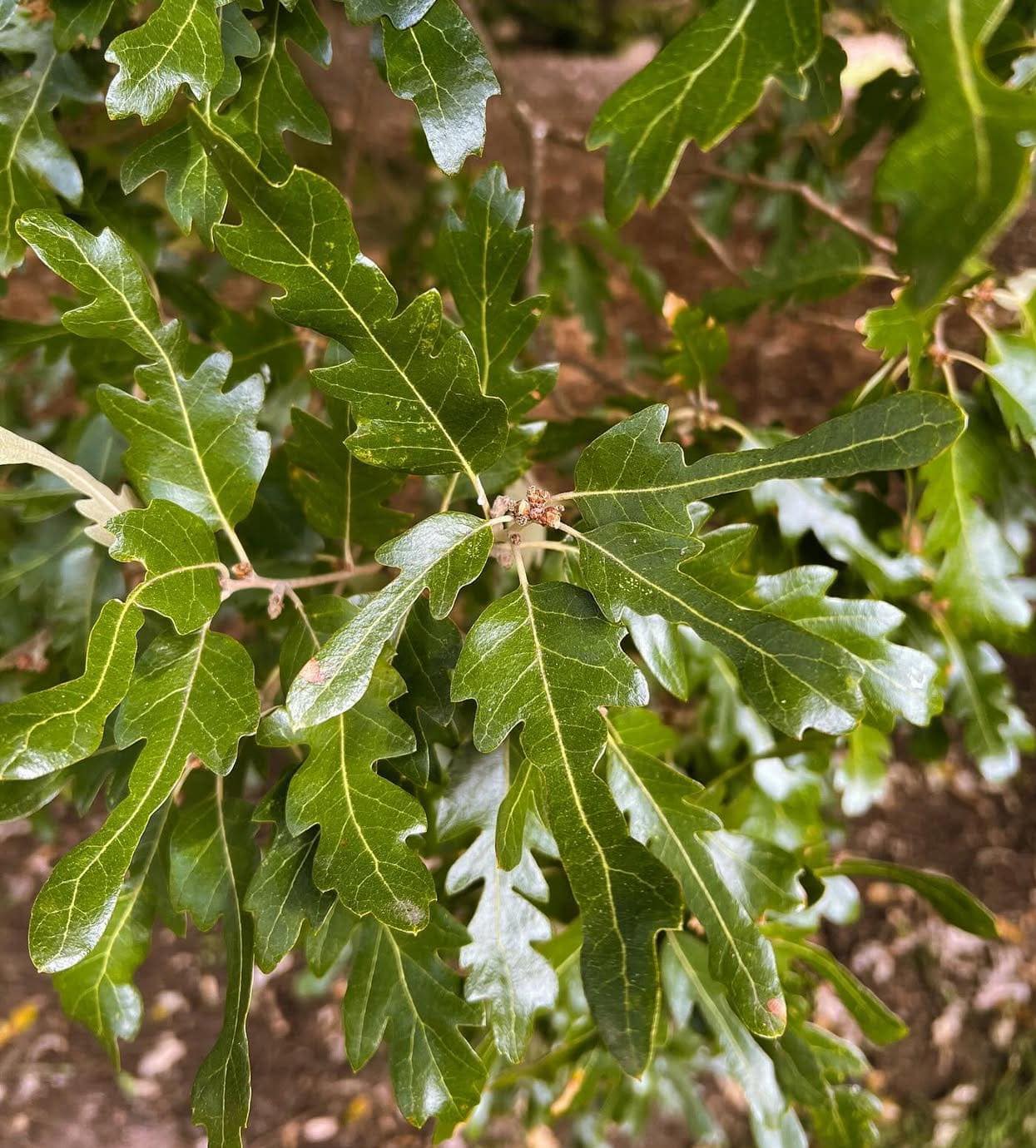 Dub - Quercus x hispanica "Wageningen" (roubovaný), 40/60 cm 