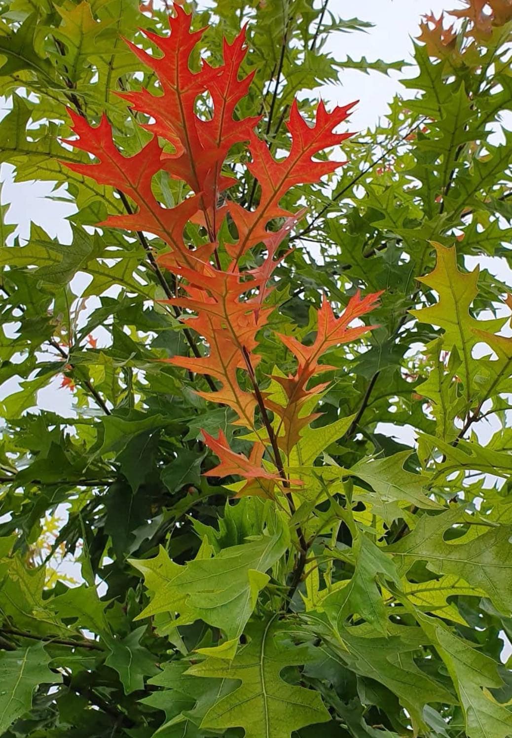 Dub texaský - Quercus texana 50/70 cm