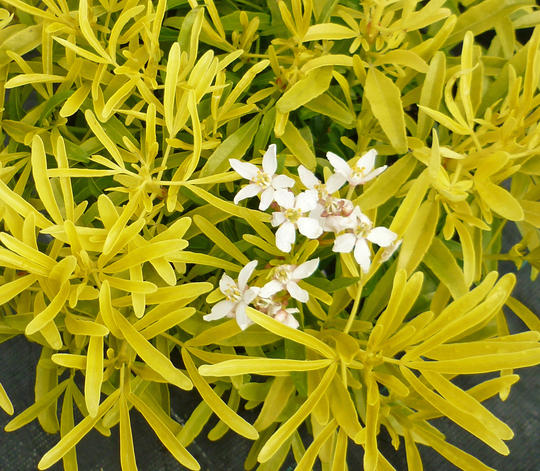 Choísie - Choisya x dewitteana Hilgold 'Aztec Gold