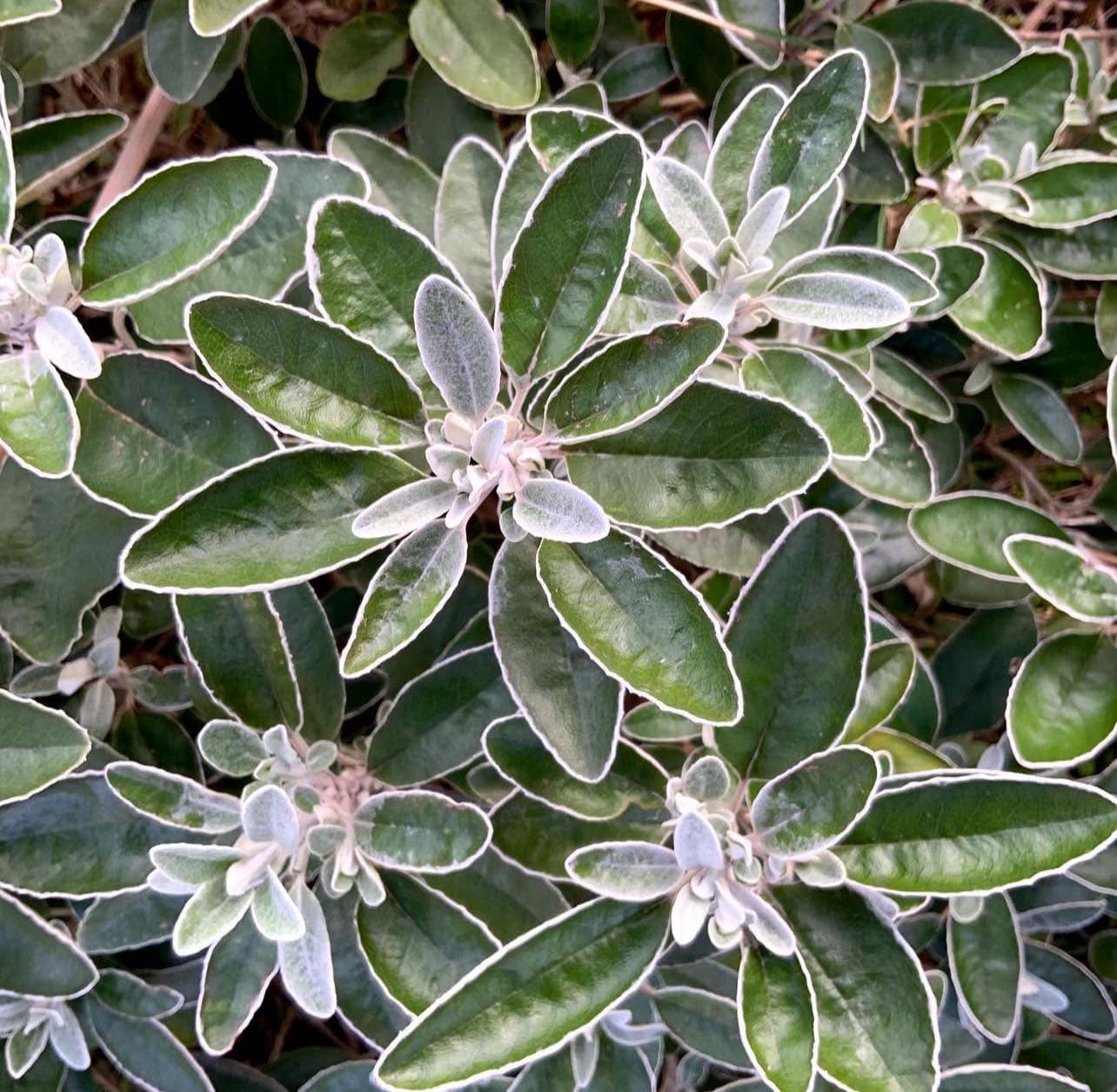 Brachyglottis compacta "Sunshine"