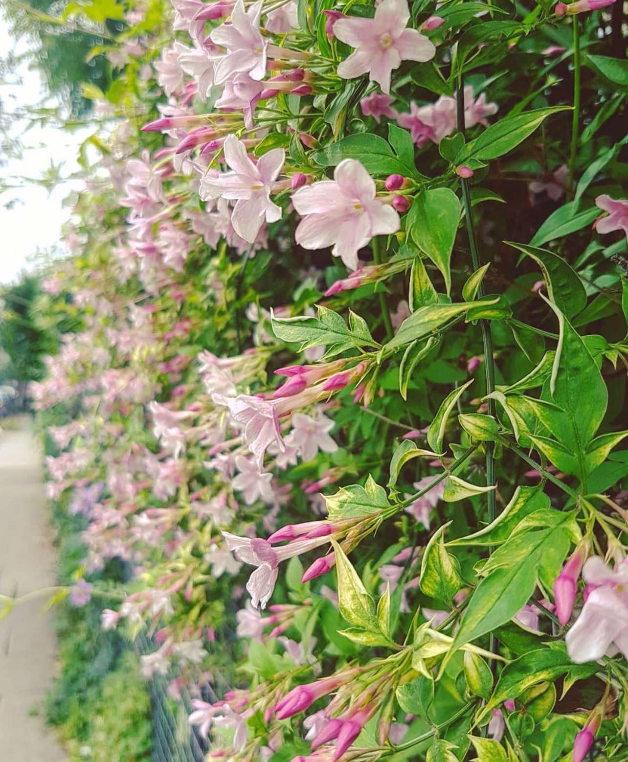 Jasmín Stephanův - Jasminum x stephanense