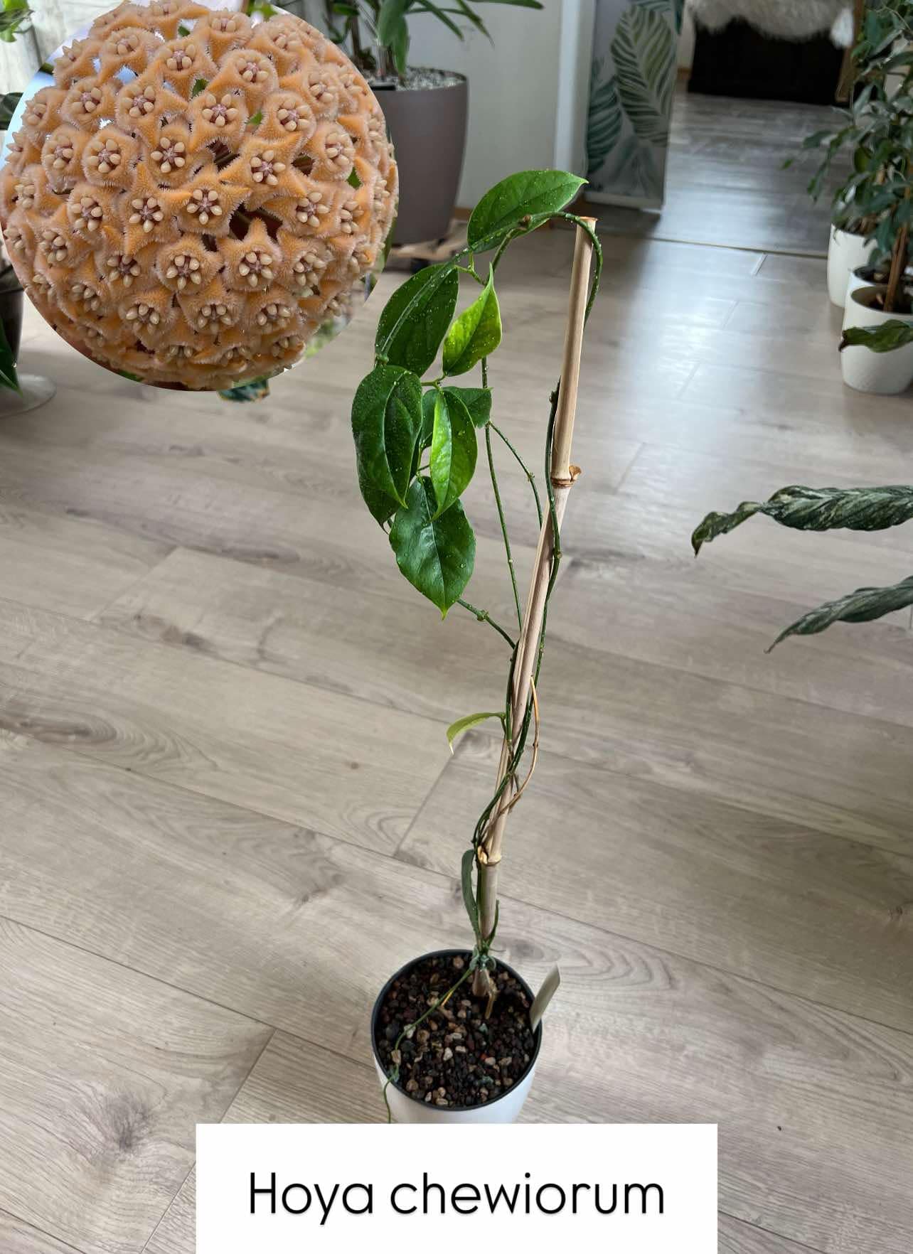 Hoya chewiorum - Dospělá rostlina