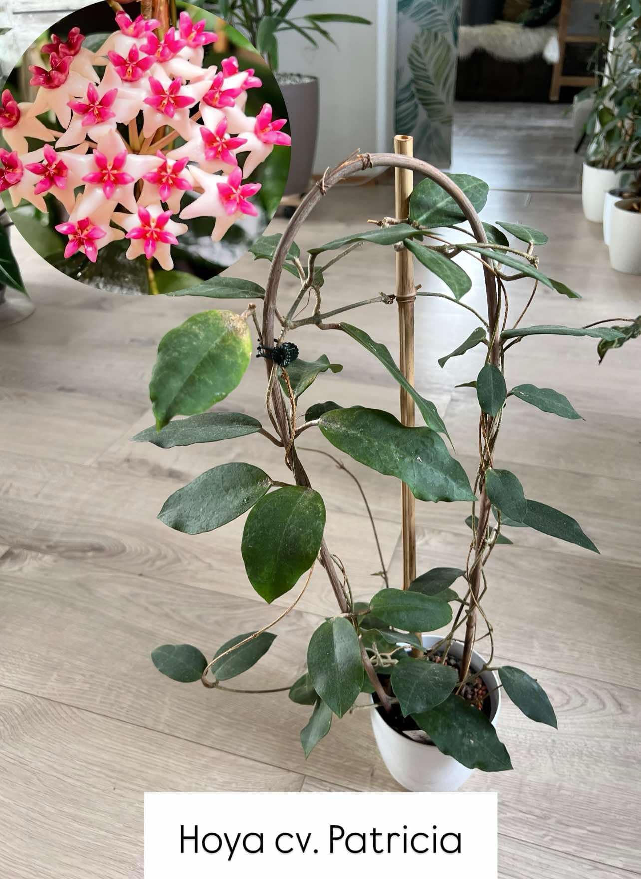 Hoya cv. Patricia - Dospělá rostlina