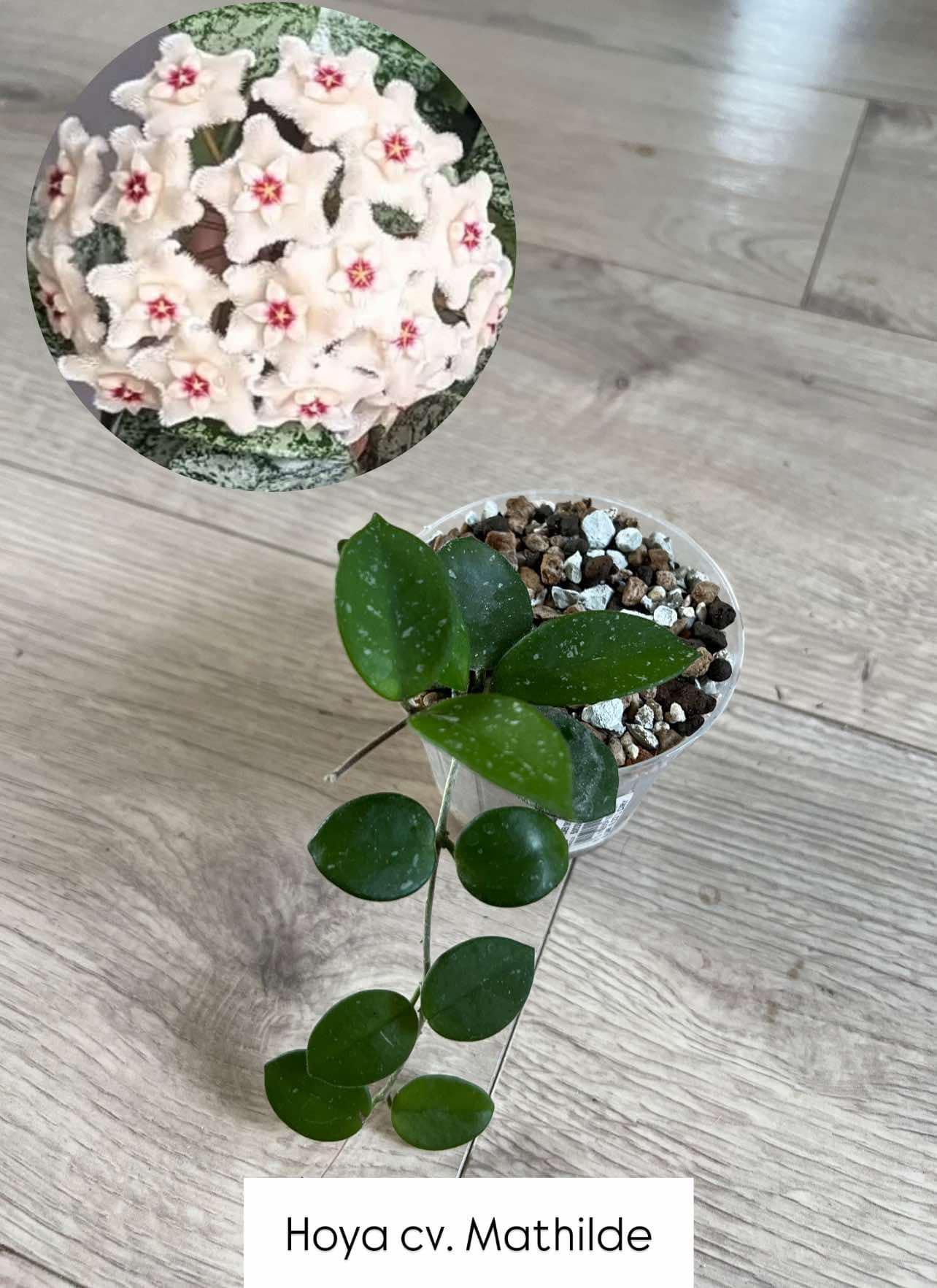 Hoya cv. Mathilde - mladá rostlina