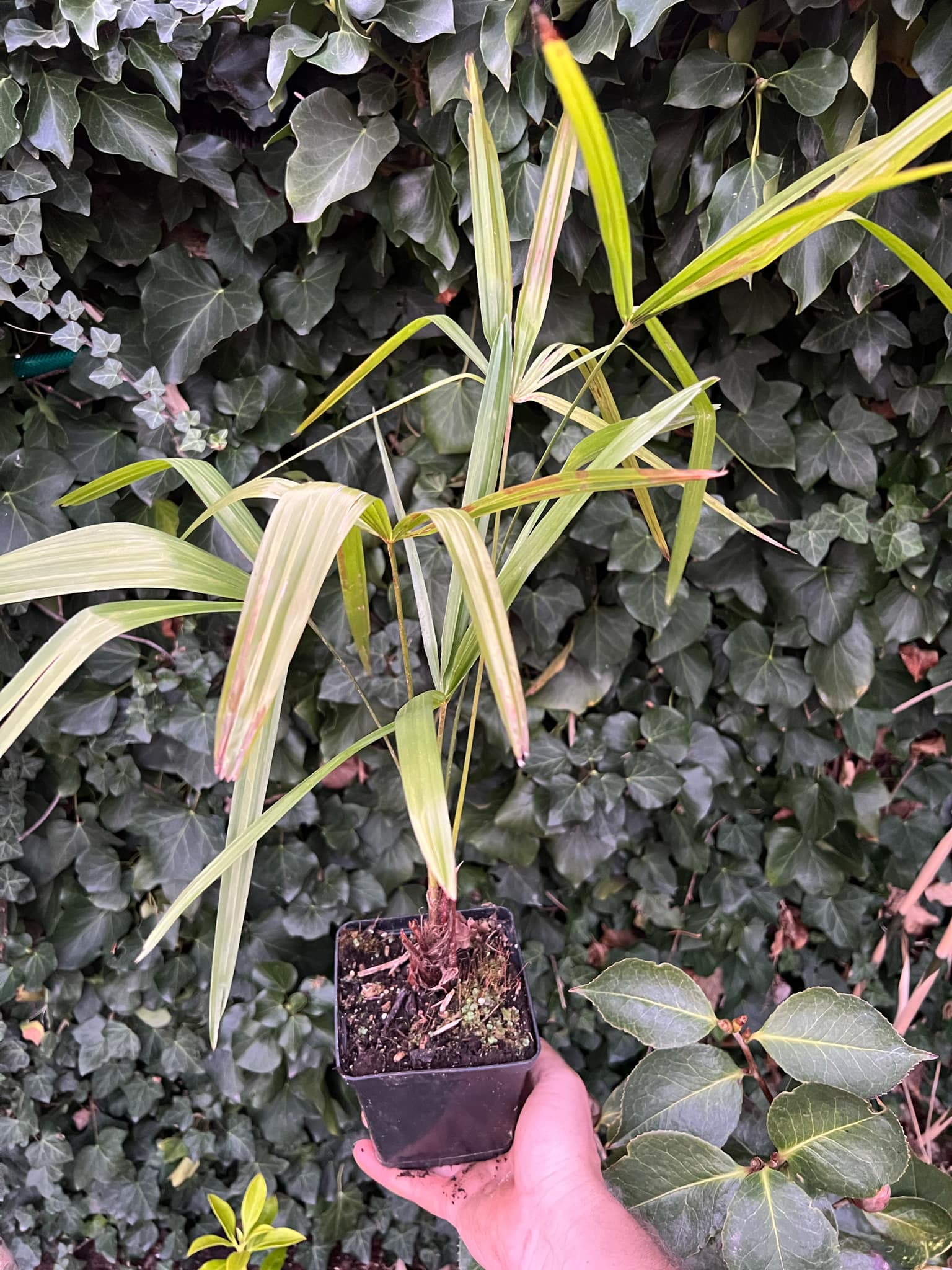 Trachycarpus fortunei "Lago Maggiore", čtyřleté