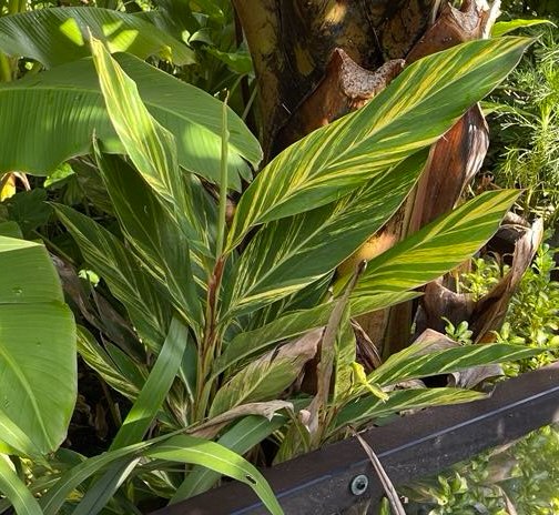 Galgán ozdobný - Alpinia zerumbet "Variegata"