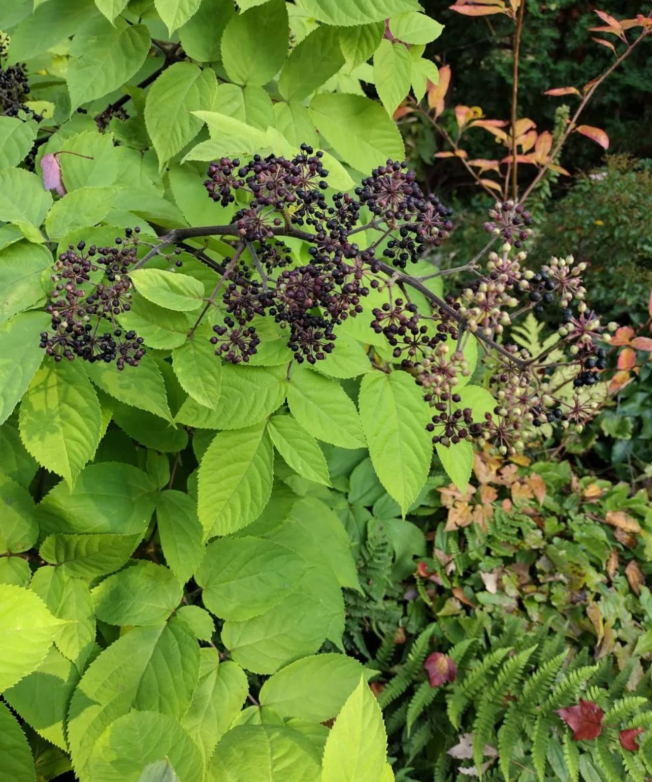 Arálie srdčitá "Sun King" - Aralia cordata