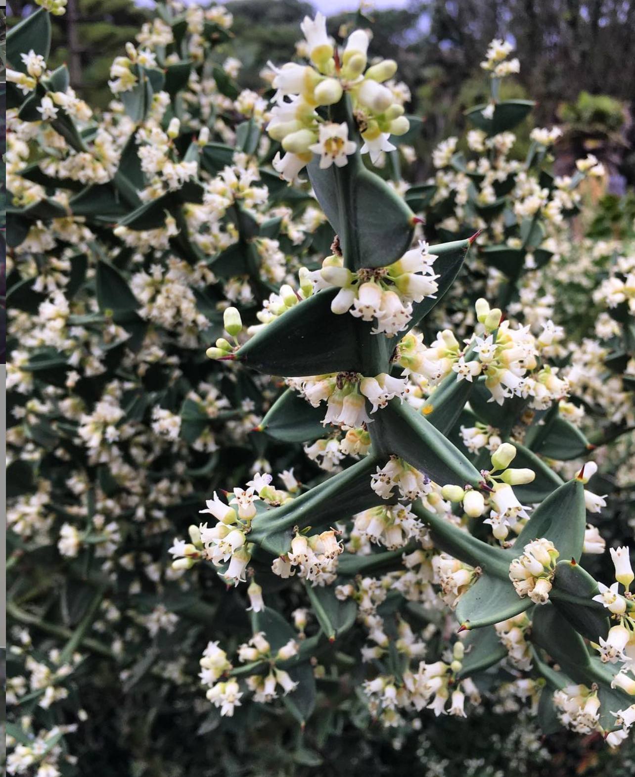 Kolécie podivná - Colletia paradoxa (=cruciata)