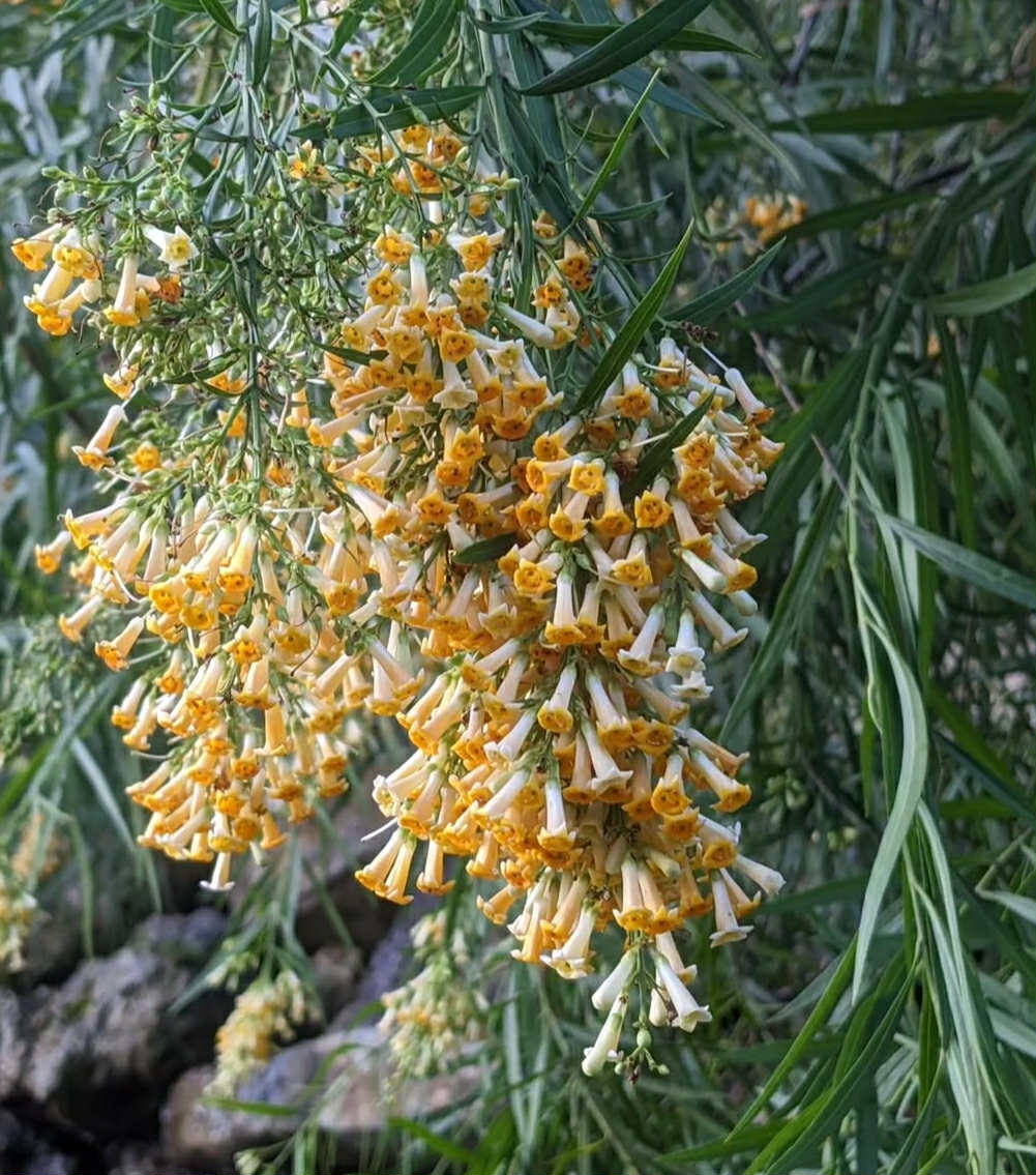 Freylinia lanceolata