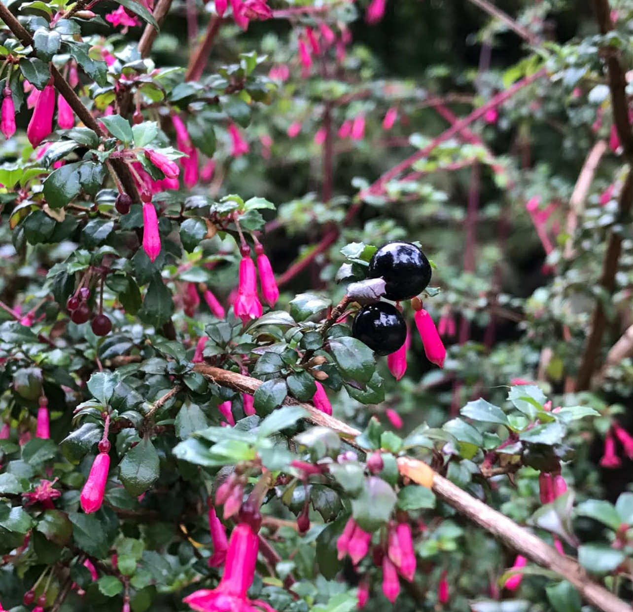 Fuchsie drobnolistá (mrazuvzdorná) - Fuchsia microphylla