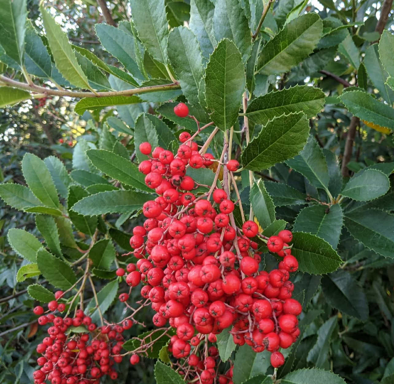 Toyón - Heteromeles arbutifolia