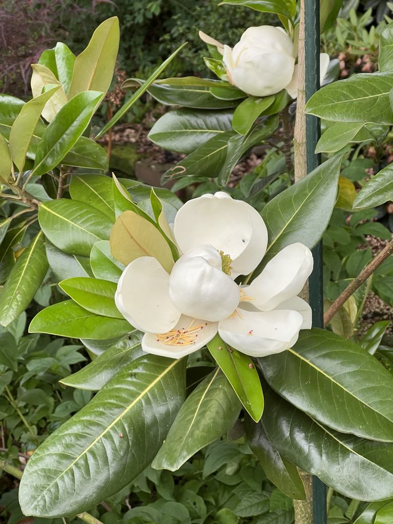 Magnolia virginiana x grandiflora "Maryland"