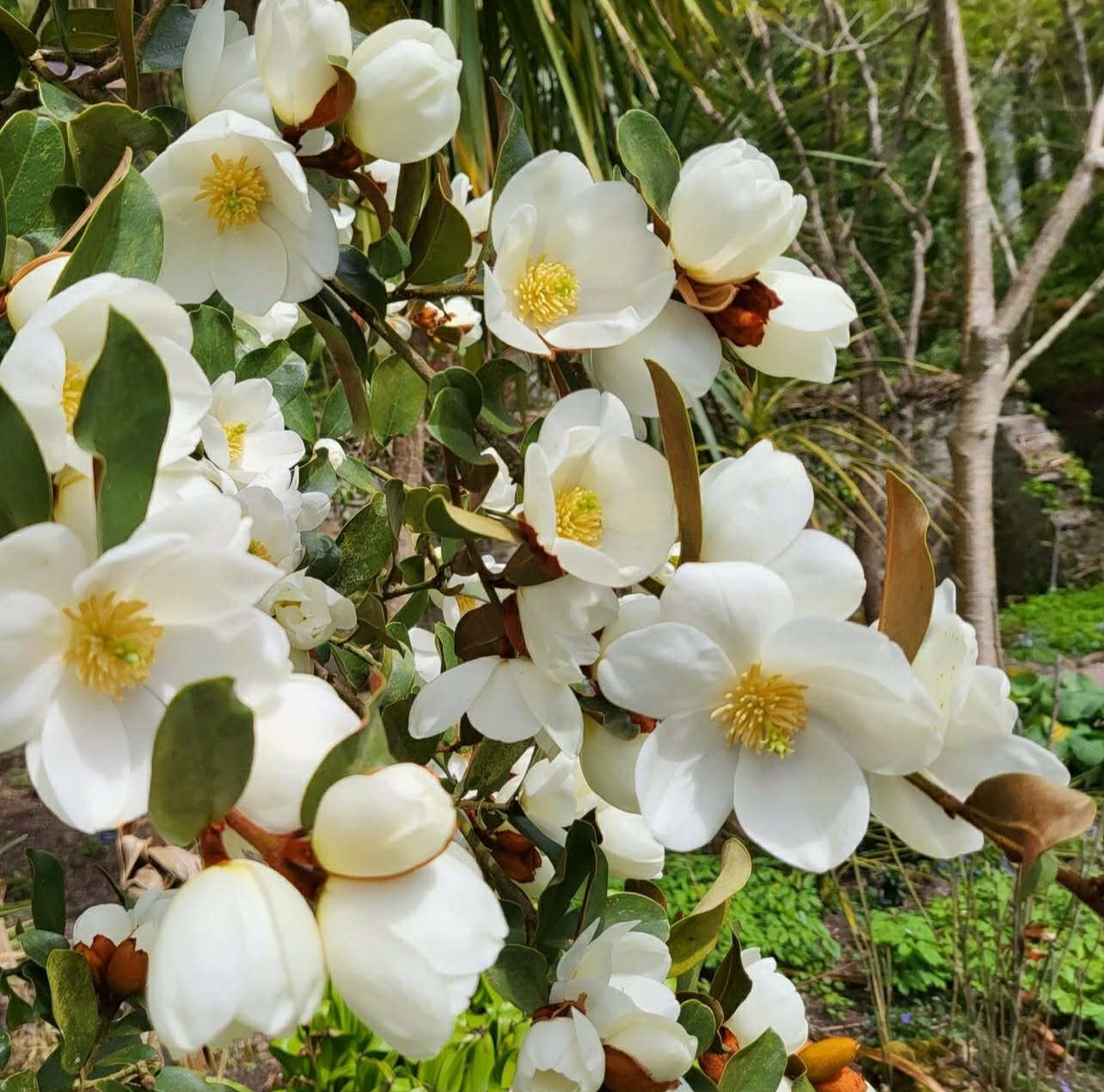 Michelia yunnanensis (=Magnolia laevifolia) 'Gail's Favourite' 