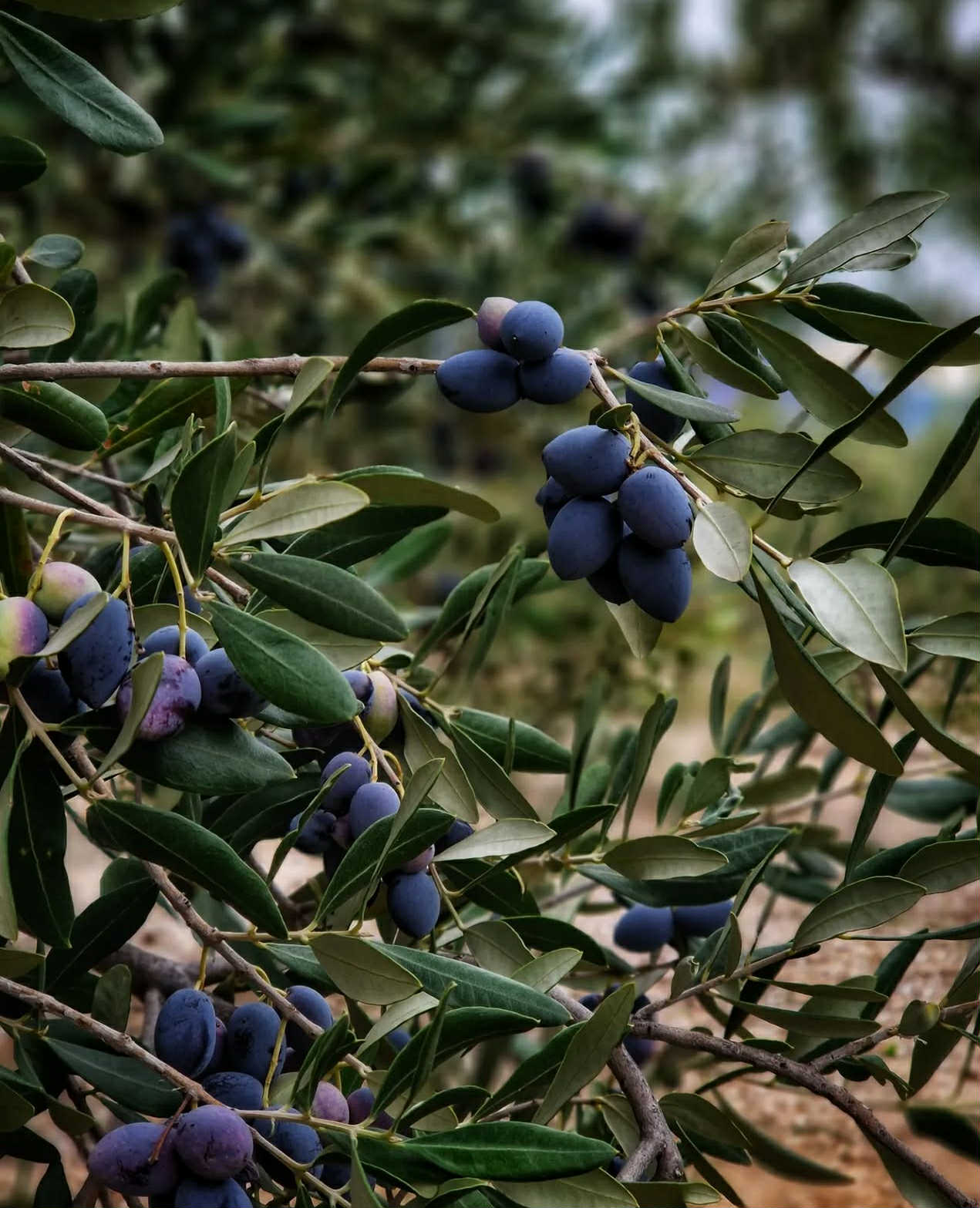 Olivovník Negrette - Olea europaea