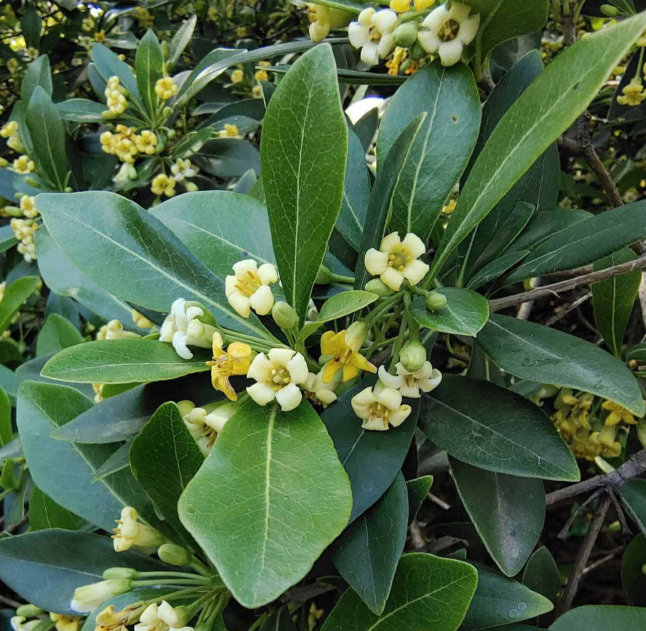 Slizoplod - Pittosporum heterophyllum (mrazuvzdorný)