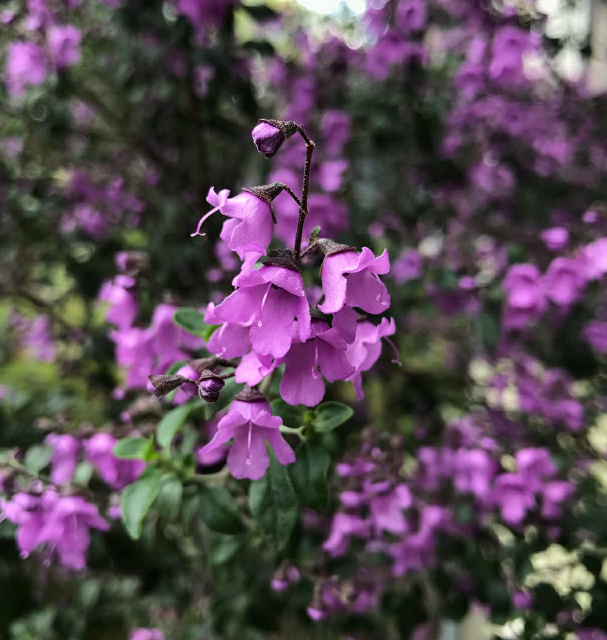 Prostantera - Prostanthera rotundifolia