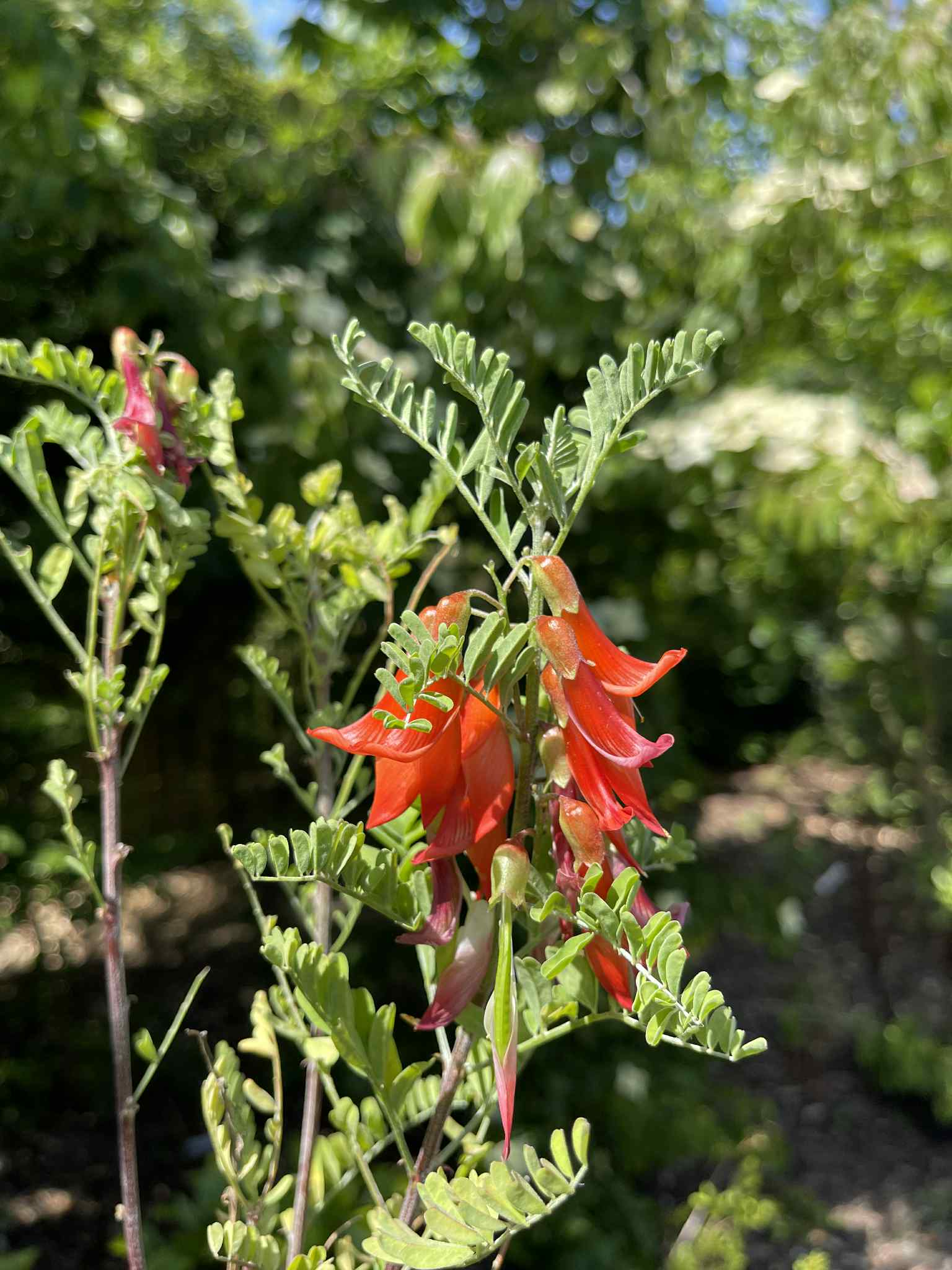 Sutherlandia frutescens