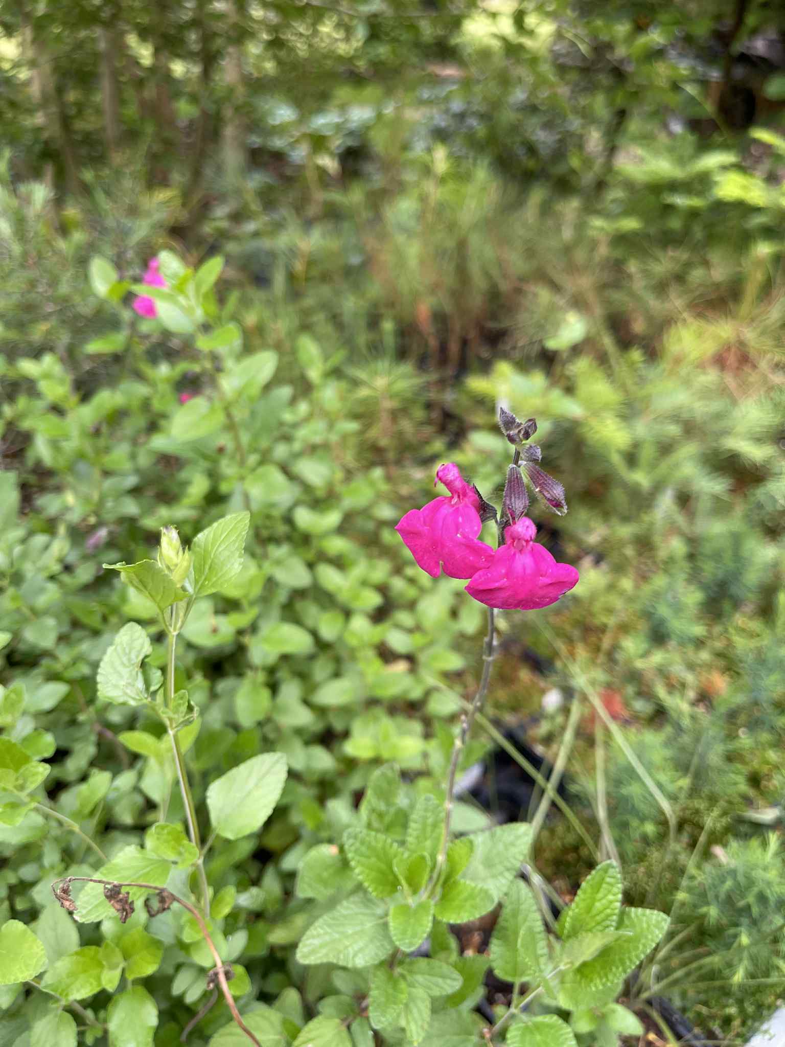Šalvěj mexická "Cerro Potosí" - Salvia microphylla