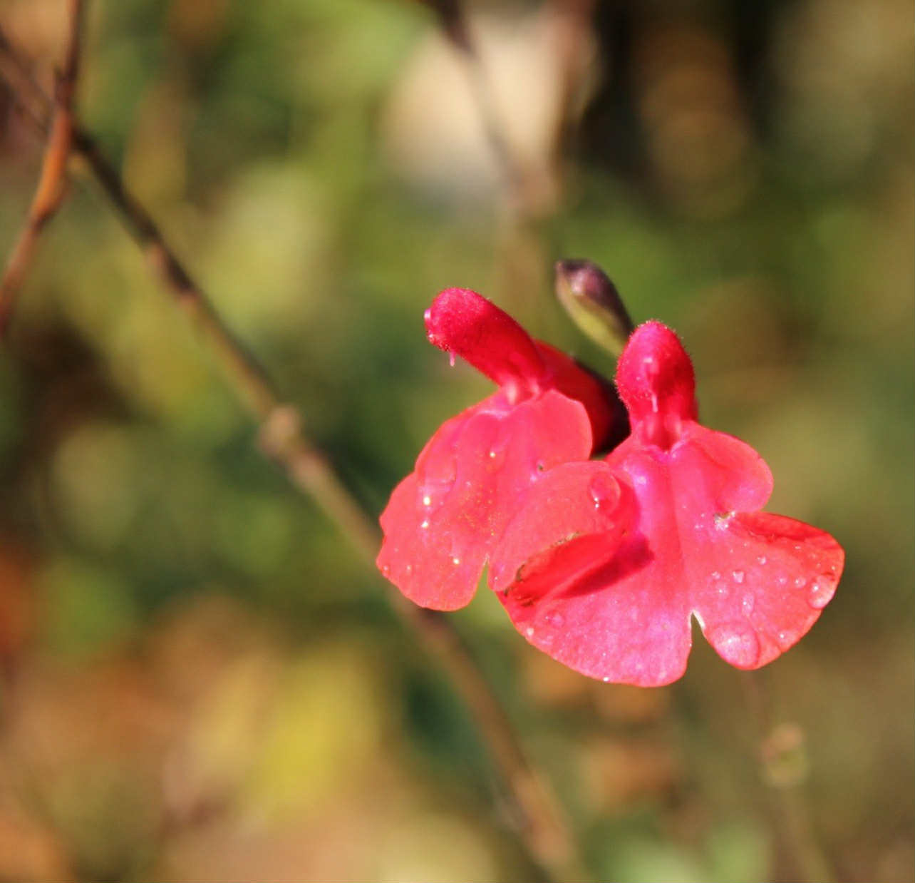 Šalvěj mexická - Salvia microphylla var. grahamii