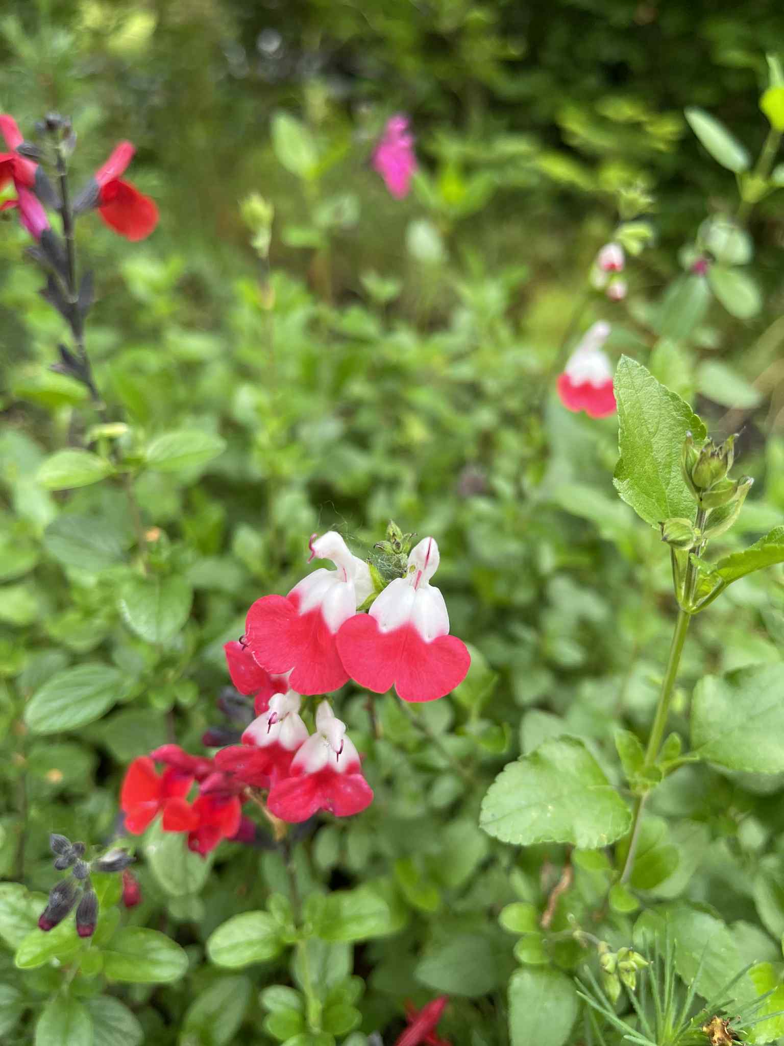 Šalvěj mexická "Hot Lips" - Salvia microphylla