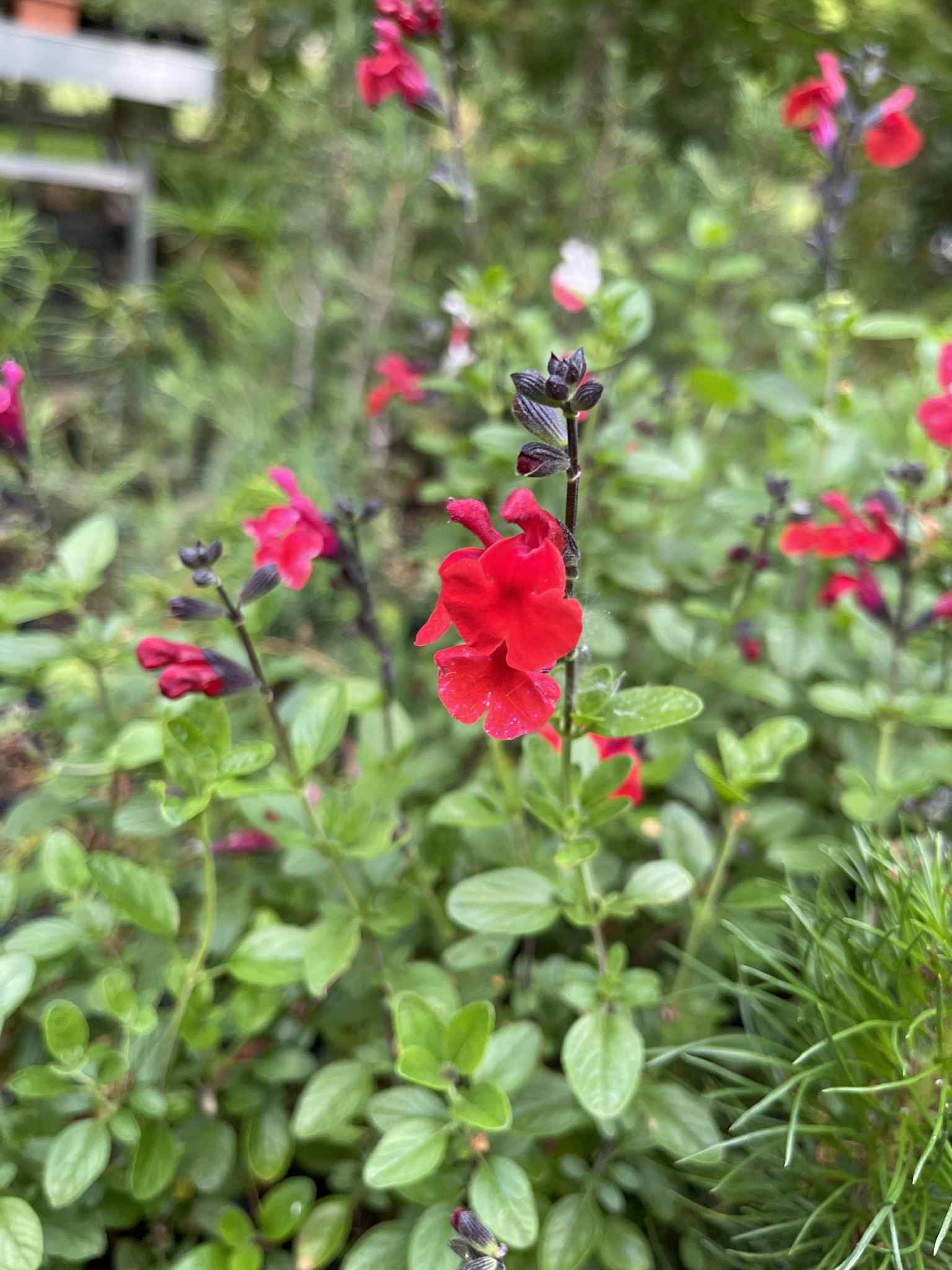 Šalvěj mexická "Royal Bumble" - Salvia microphylla