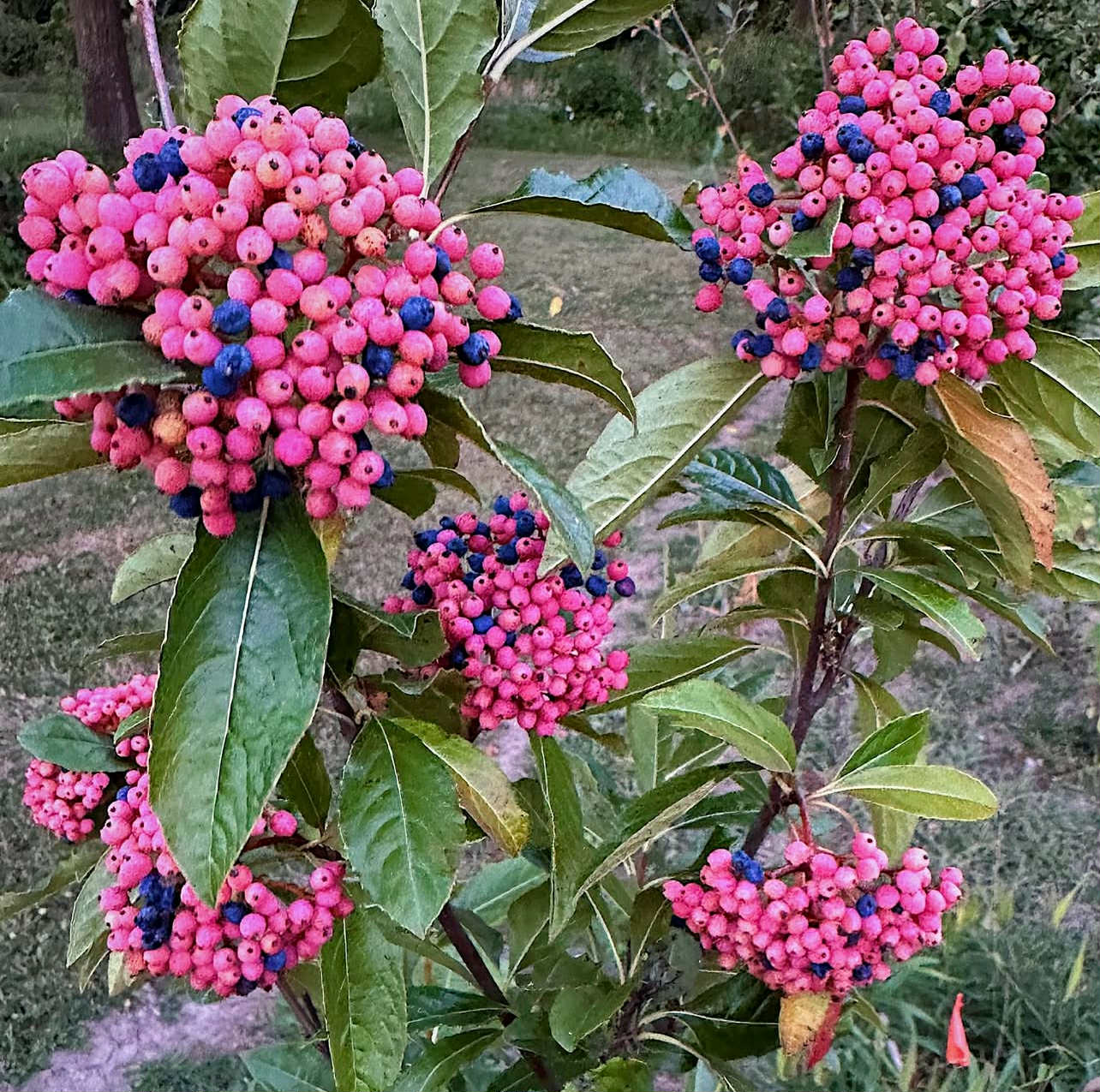 Kalina nahá - Viburnum nudum "Pink Beauty"