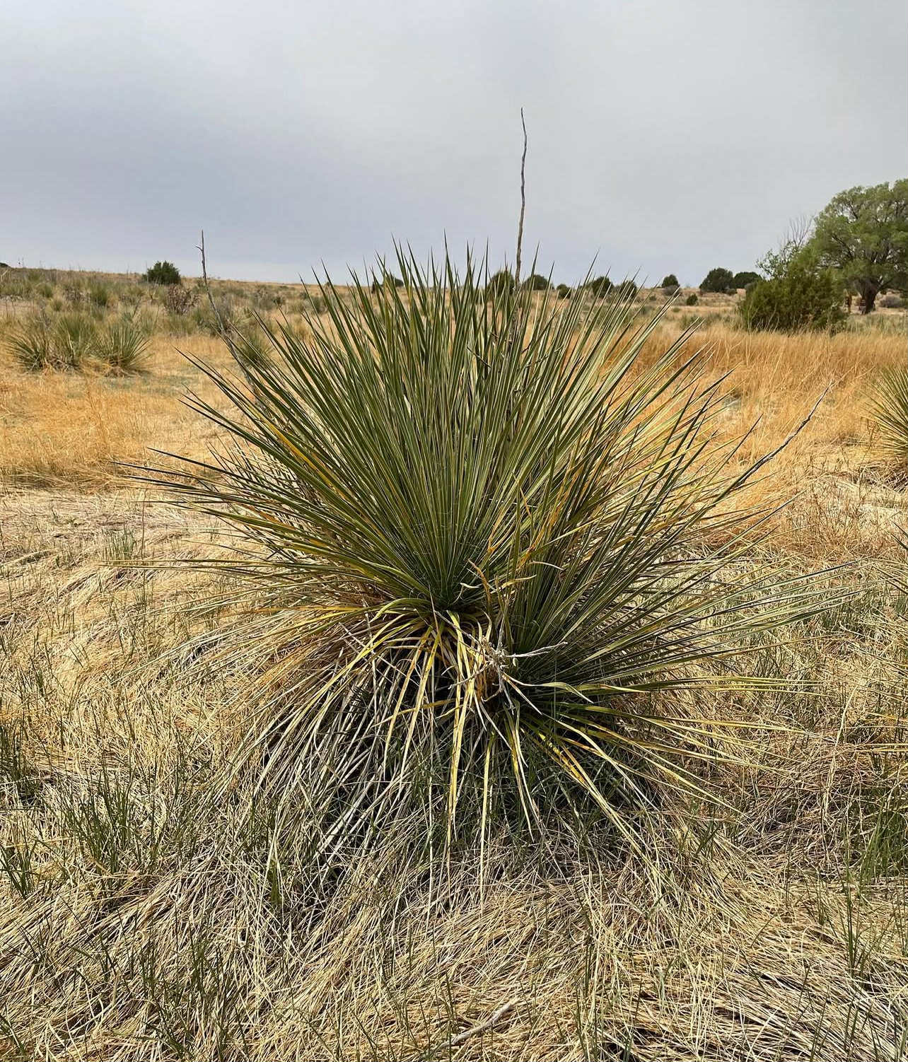 Yucca neomexicana (Cimarron County, Oklahoma)