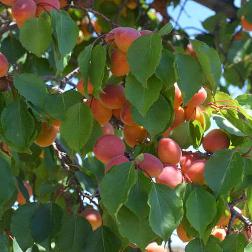 Meruňka divoká kyrgyzská - Prunus armeniaca