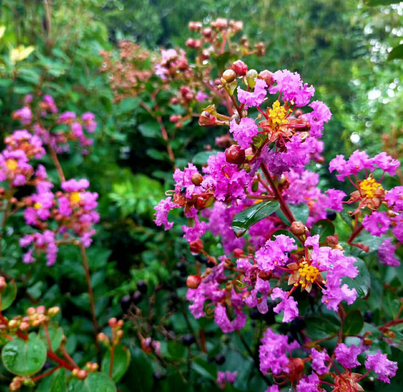 Pukol indický "With Love Eternal" - Lagerstroemia indica