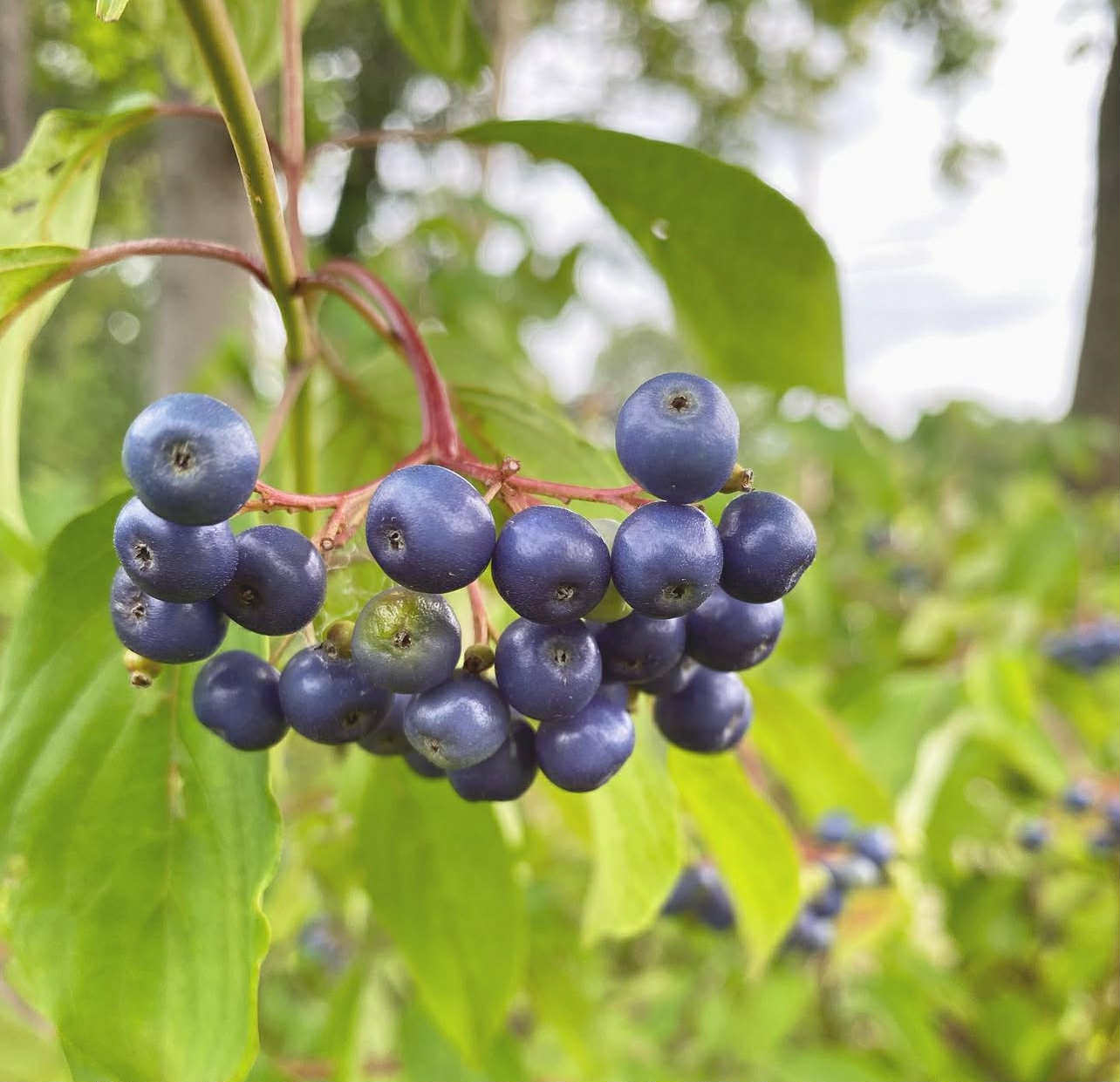Svída modroplodá - Cornus amomum