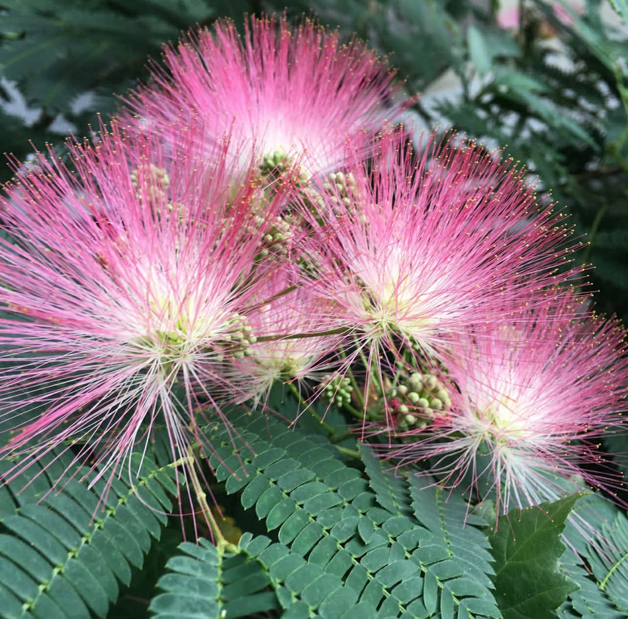 Albizia julibrissin "Ombrella" - kapinice, "Perská akácie", 60 cm, K3l