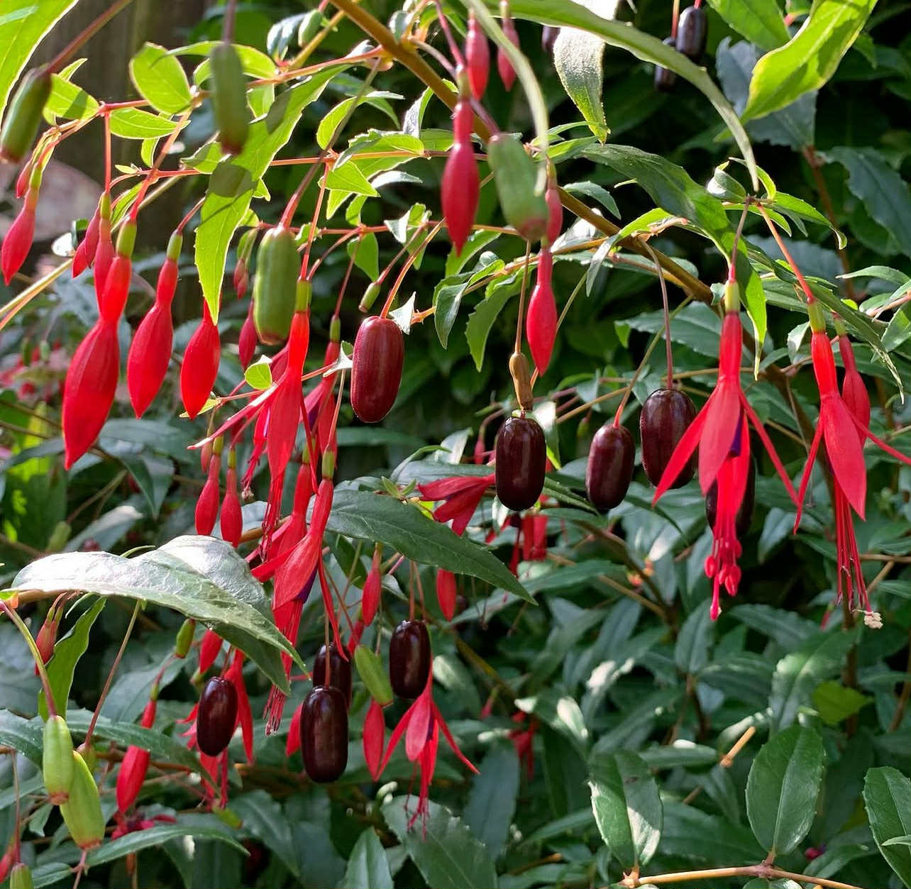 Fuchsie královská pilovitá (mrazuvzdorná) - Fuchsia regia ssp. serrae