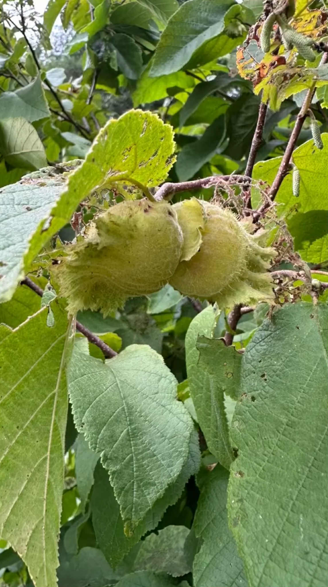 Líska americká x obecná - Hazelbert - Corylus americana x avellana