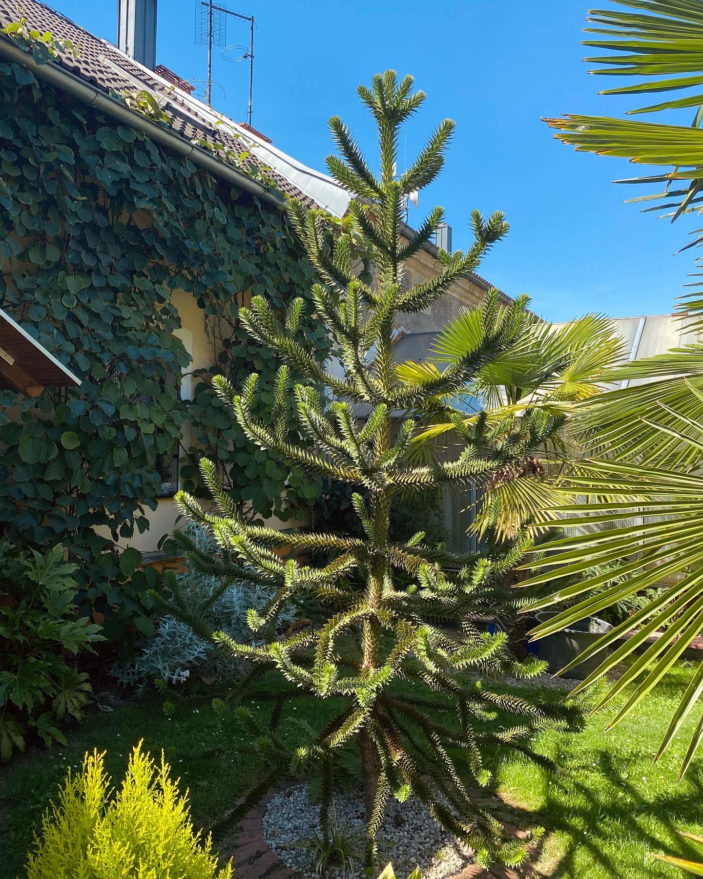 Araucaria araucana - blahočet čilský, jednoleté, 15 cm
