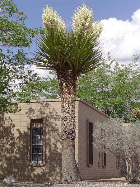 Yucca faxoniana 