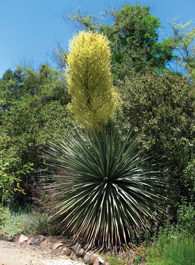 Nolina nelsonii