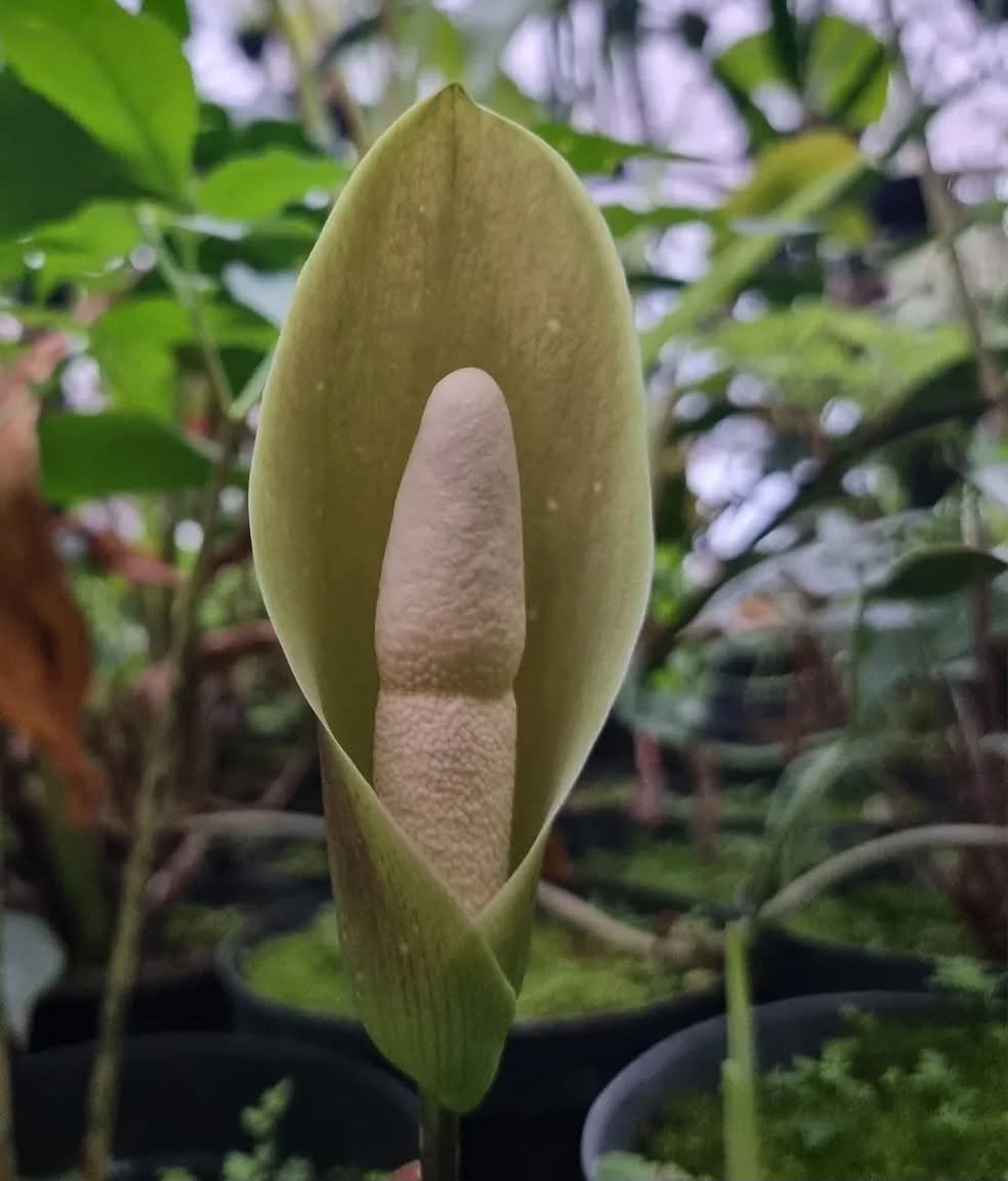 Zmijovec - Amorphophallus symonianus
