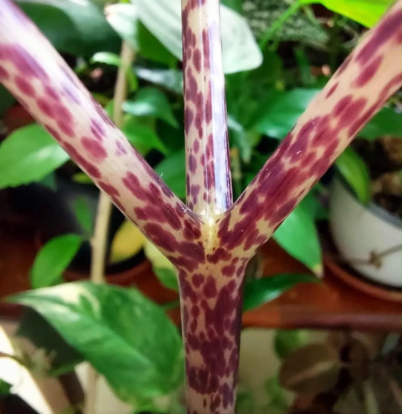 Zmijovec - Amorphophallus ochroleucus