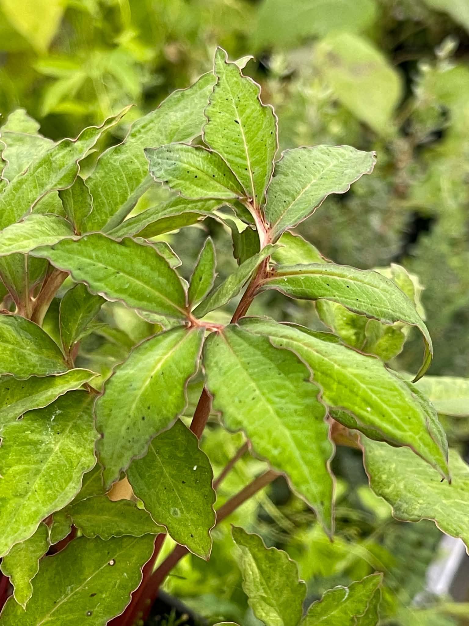 Užovník - Sauromatum horsfieldii