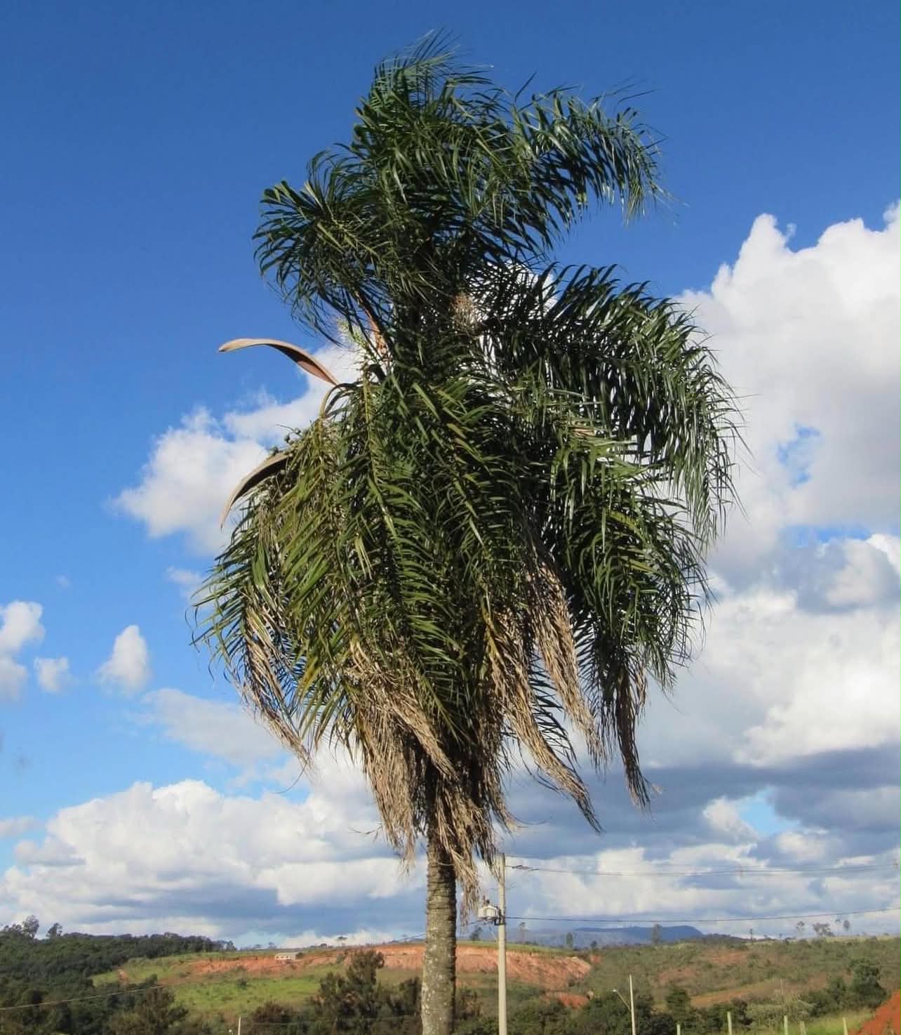 Syagrus flexuosa