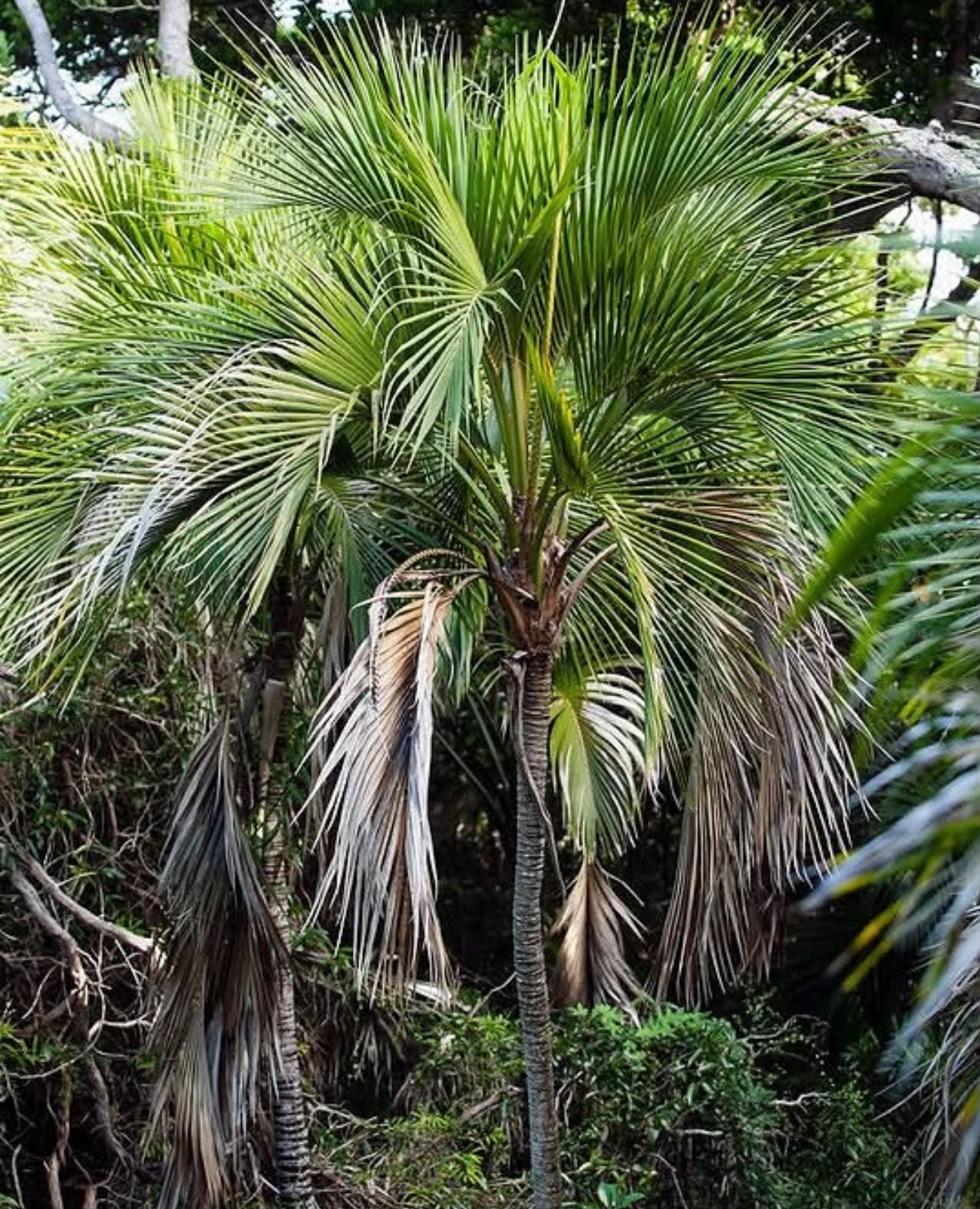 Howea belmoreana