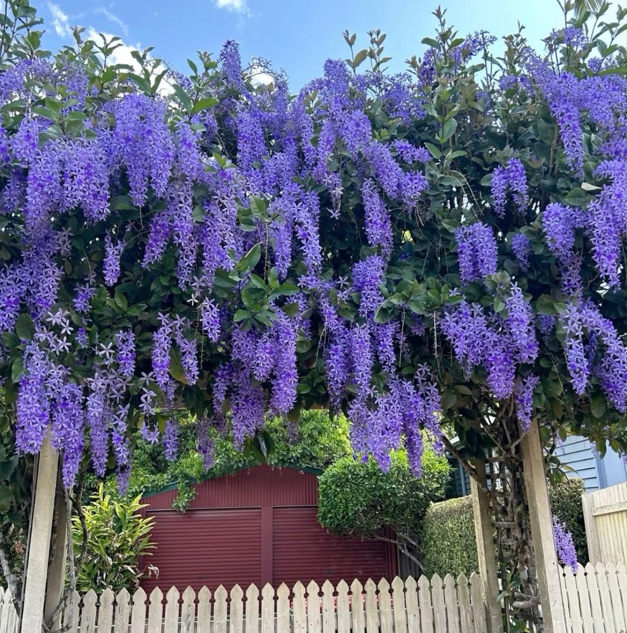Petrea volubilis